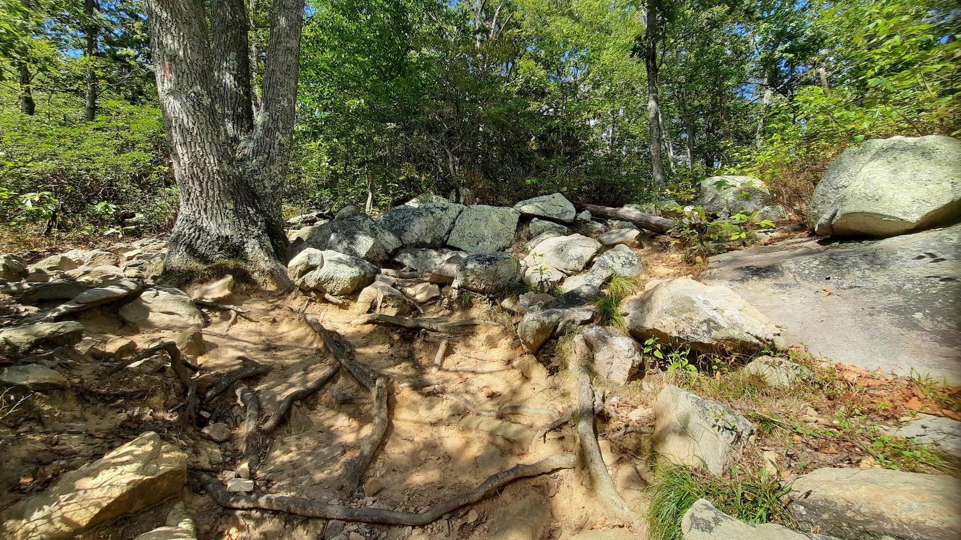 Sunlit forest path with large tree roots, rocks, and green foliage.