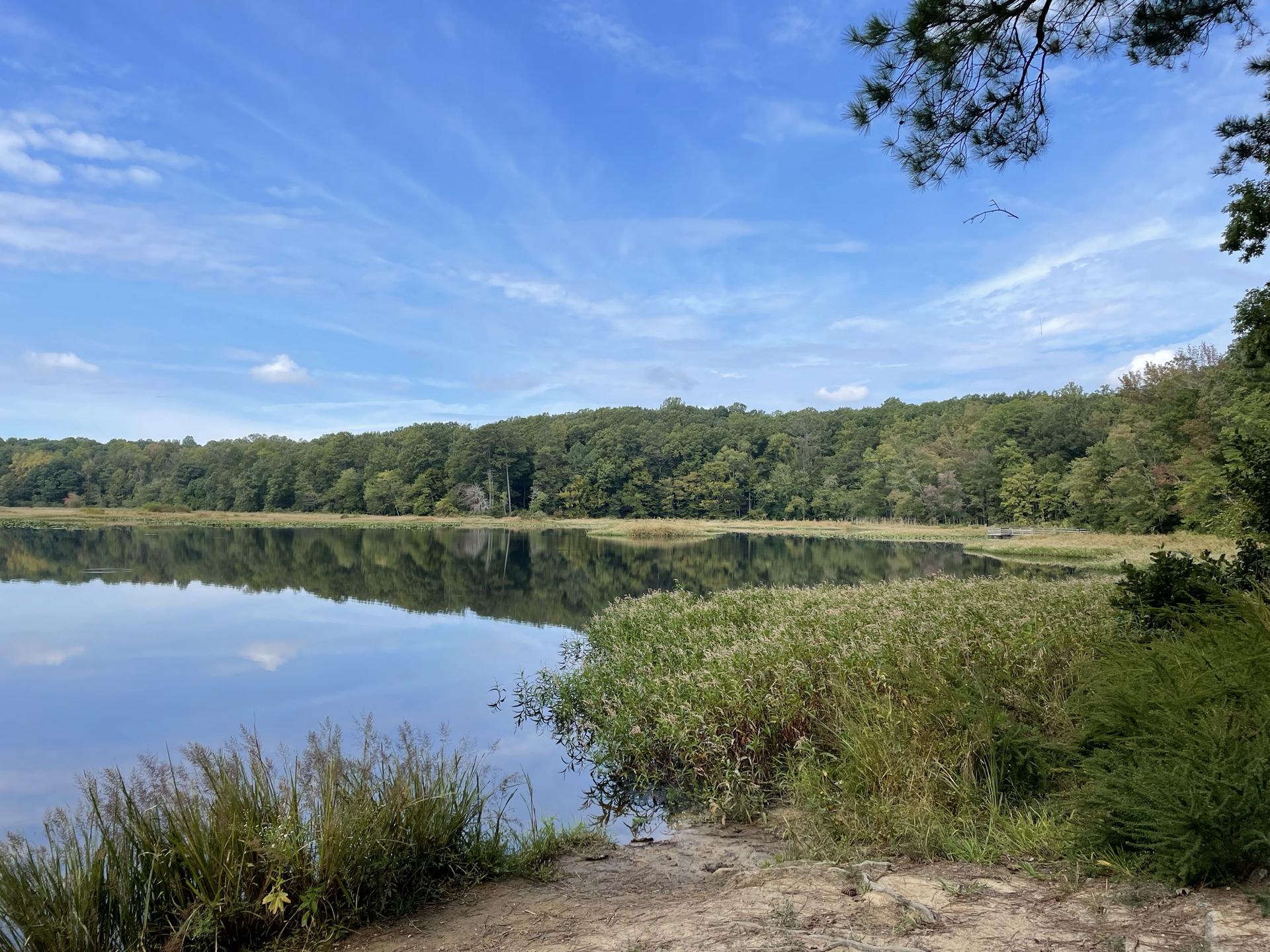 Calm lake reflecting green forest under a bright blue sky with light clouds.