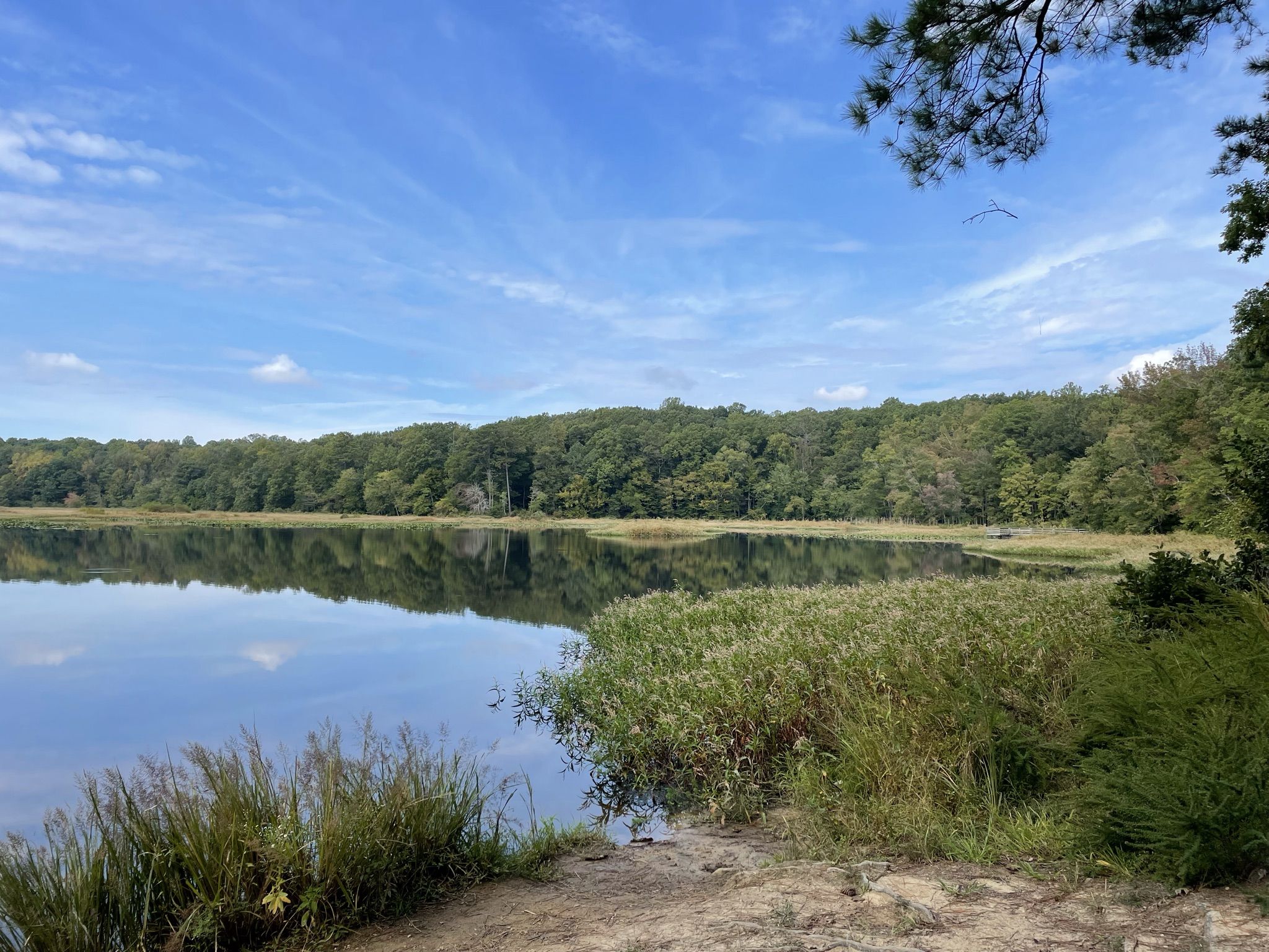 Calm lake reflecting green forest under a bright blue sky with light clouds. - Pocahontas State Park loop from Rockwood Square Shopping Center