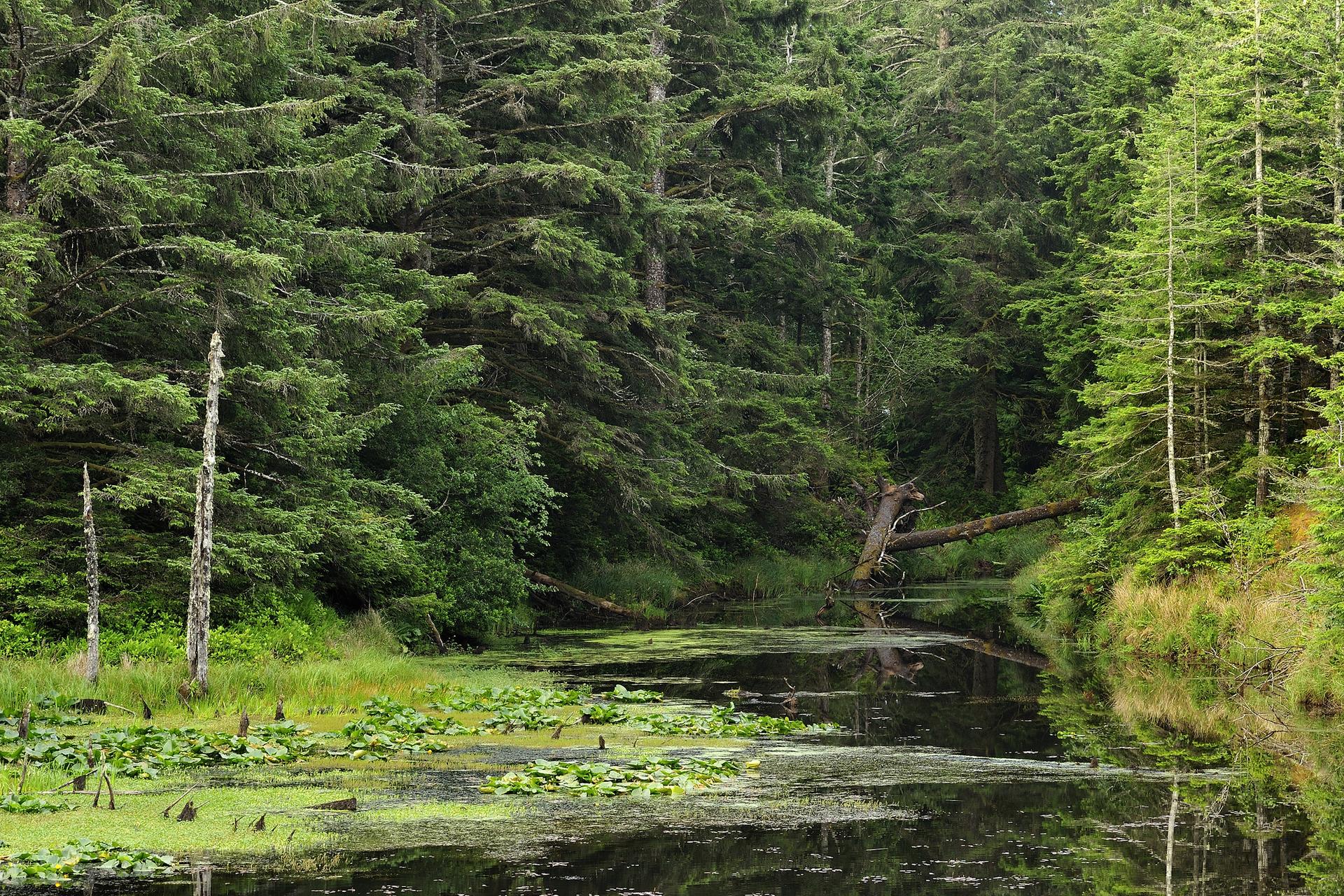 Dark forest pond with lily pads surrounded by dense evergreen trees.