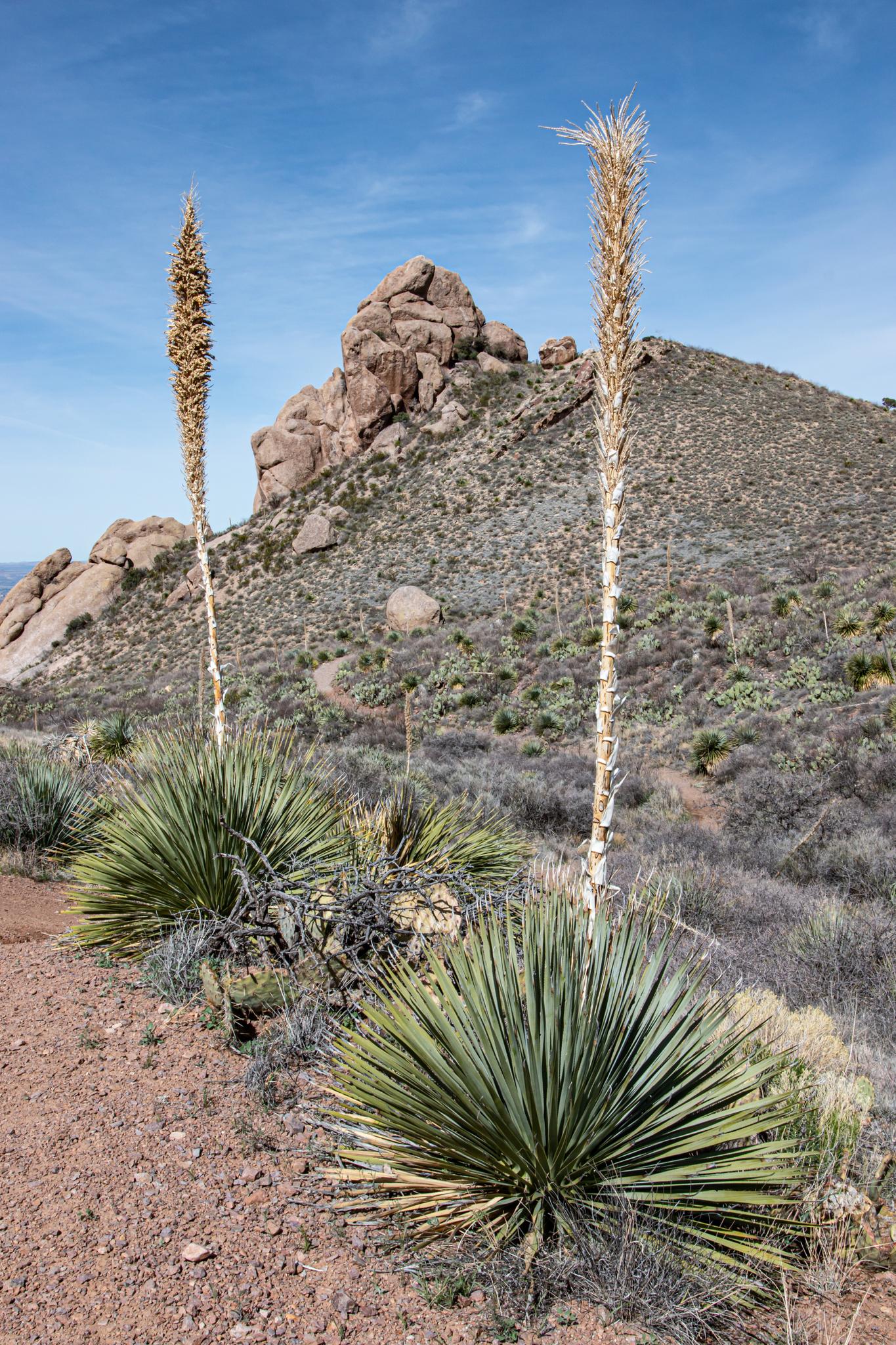 Desert landscape with tall yucca plants and rocky hills under a blue sky.