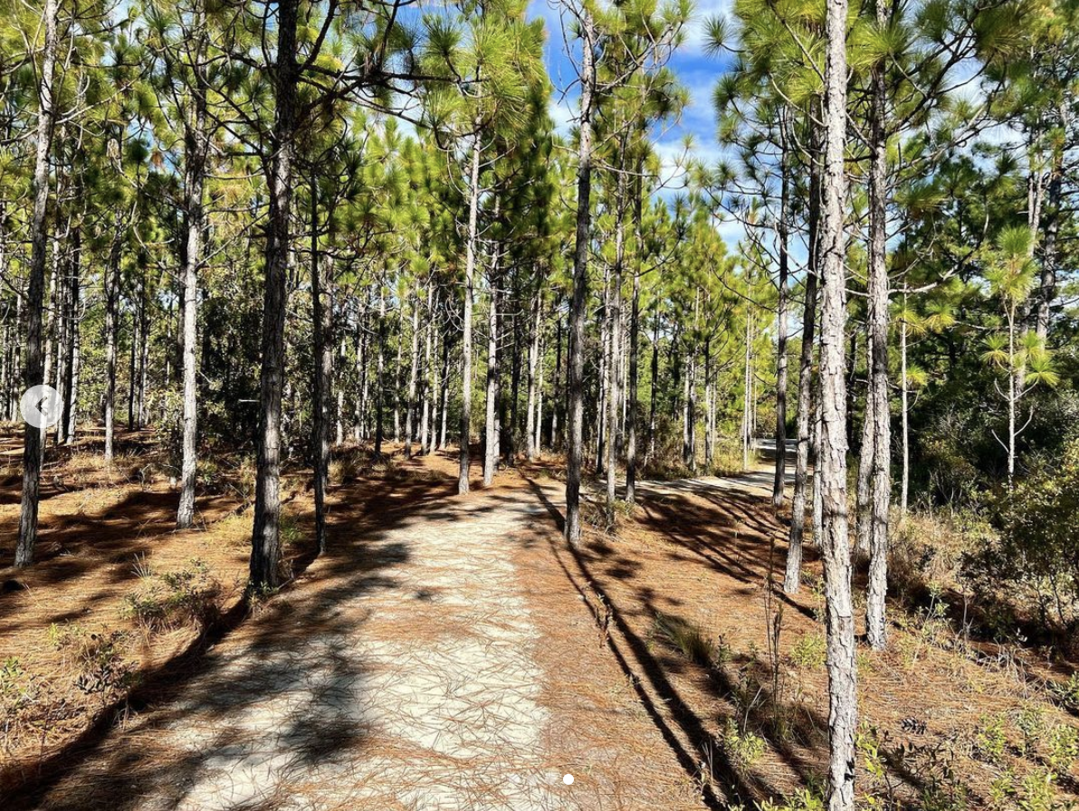 A sunlit dirt path winding through a dense pine forest.