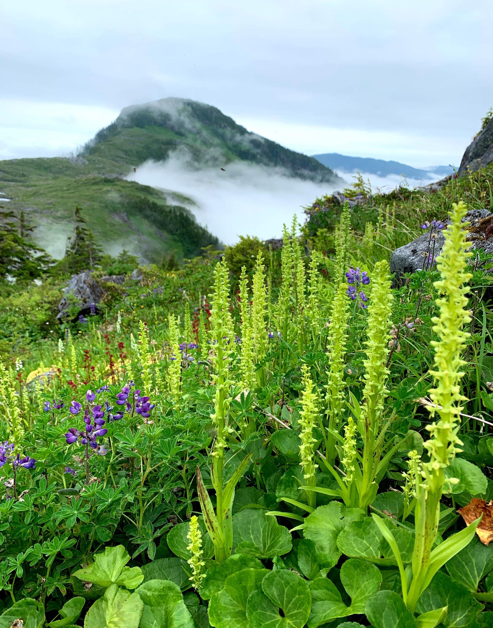 Tall green wildflowers and purple blooms in a misty mountain landscape.