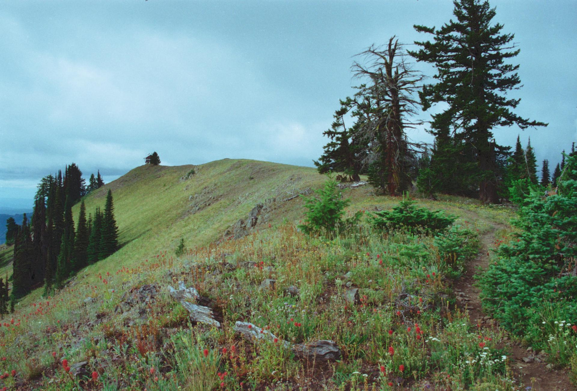 A dirt path winds up a grassy, tree-lined hillside under a cloudy sky.