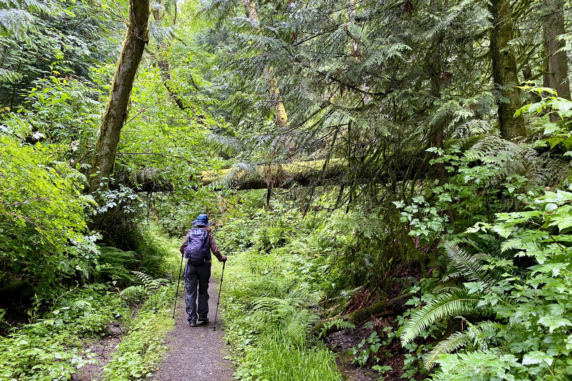 Person hiking on a shaded forest path surrounded by lush green trees and ferns.