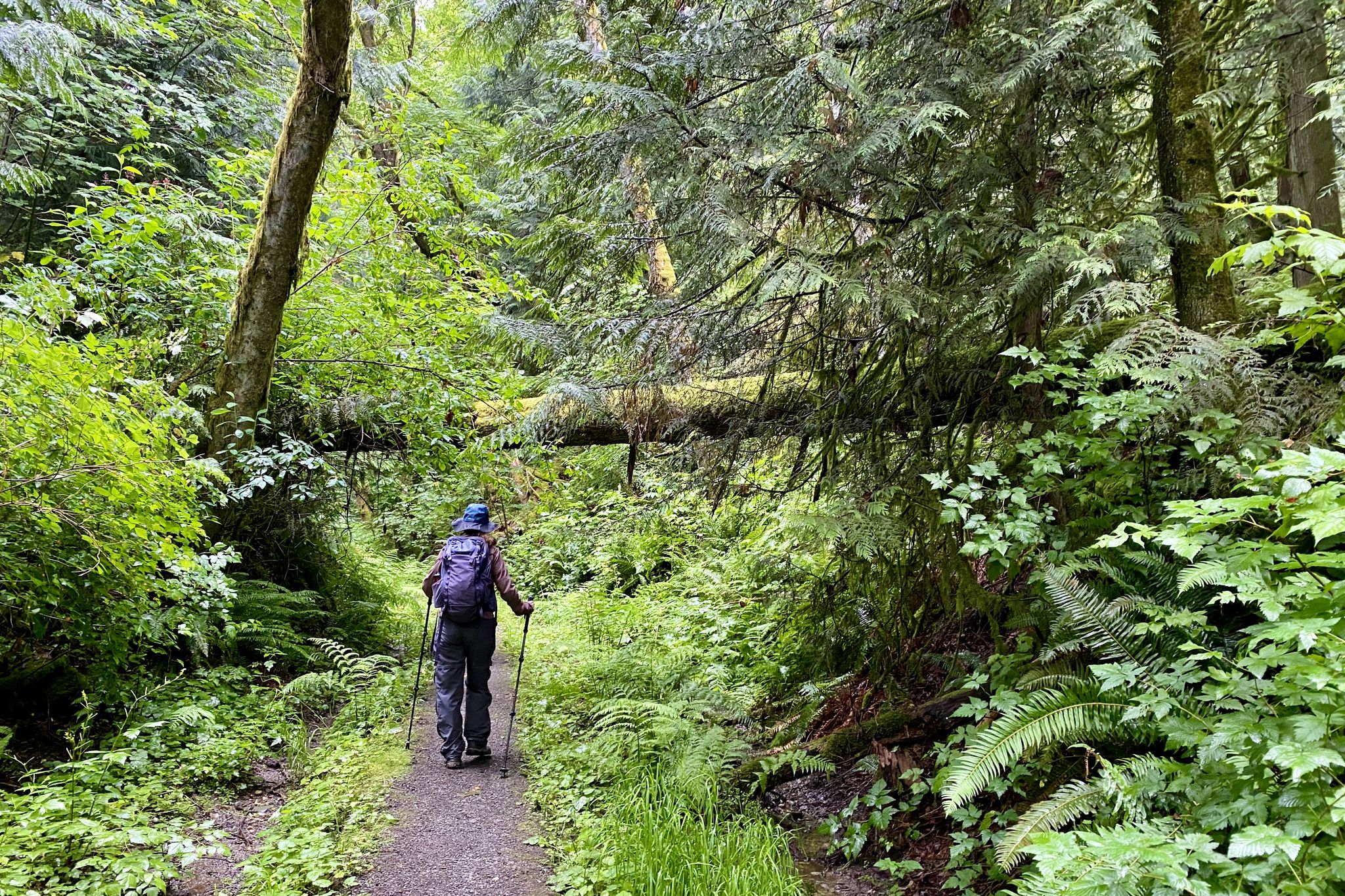Person hiking on a shaded forest path surrounded by lush green trees and ferns. - Equestrian Running Loop – Squak Mountain State Park
