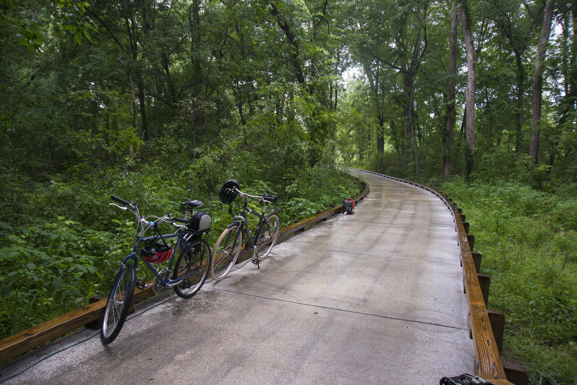 Two bicycles parked on a wet paved path winding through a dense forest.