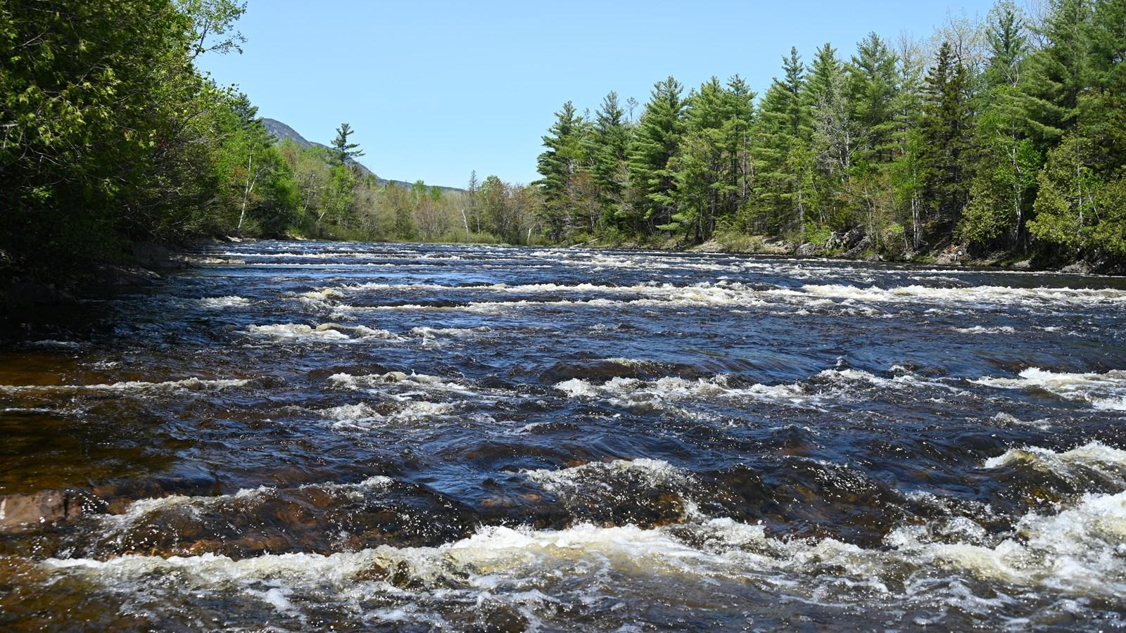 A wide, dark river with rapids flows through a green forest under a clear sky.