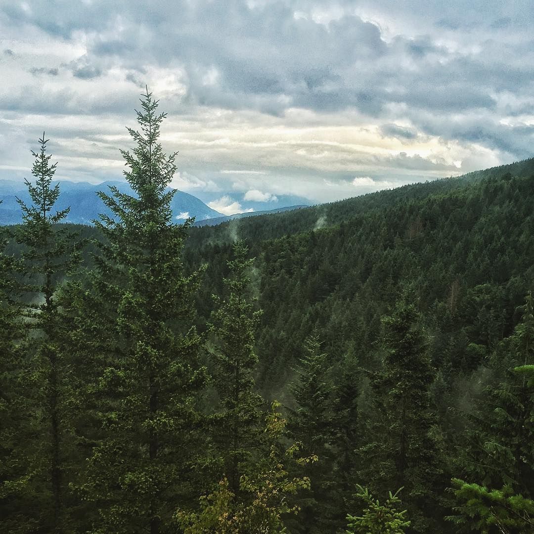 Vast evergreen forest covering rolling hills under a dramatic, cloudy sky. - West Tiger 3 and Cable Line Trail Loop
