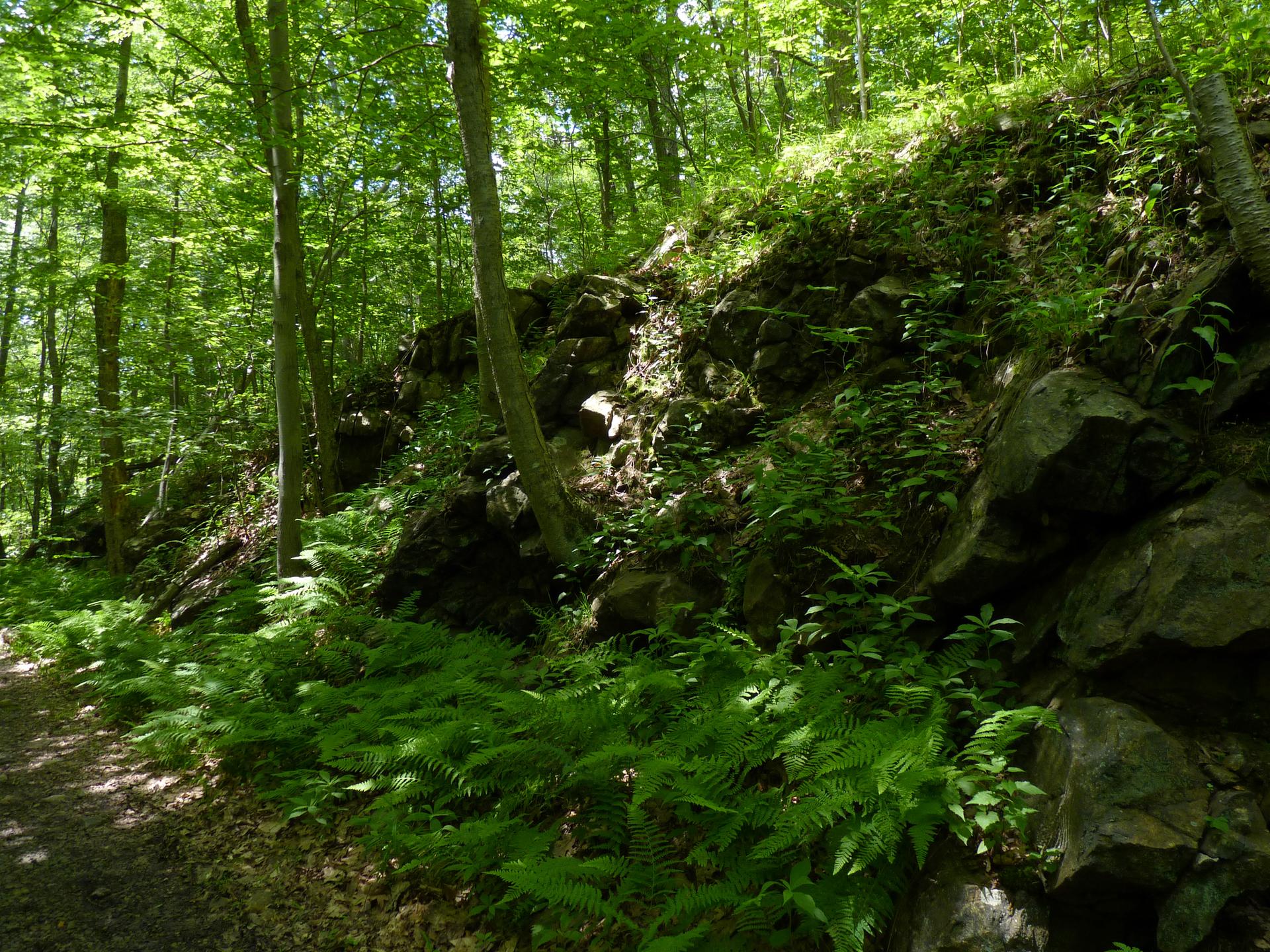 A sun-dappled forest path runs beside a rocky, fern-covered hillside.
