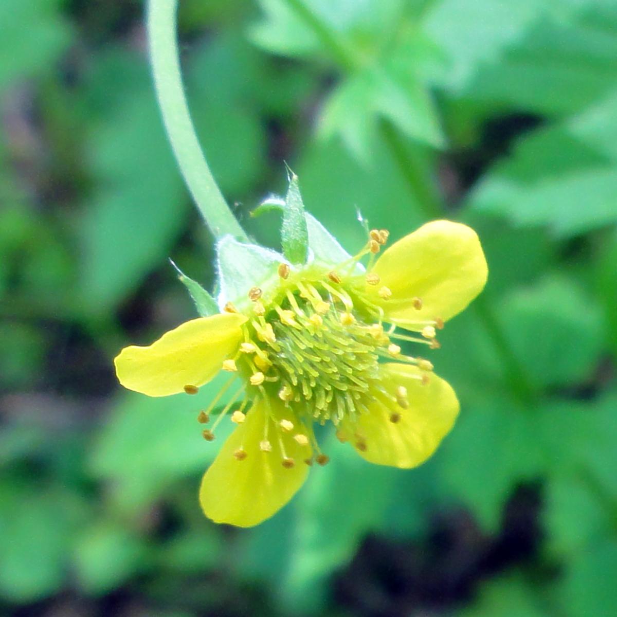 Close-up of a vibrant yellow flower with a green center against blurred green foliage.
