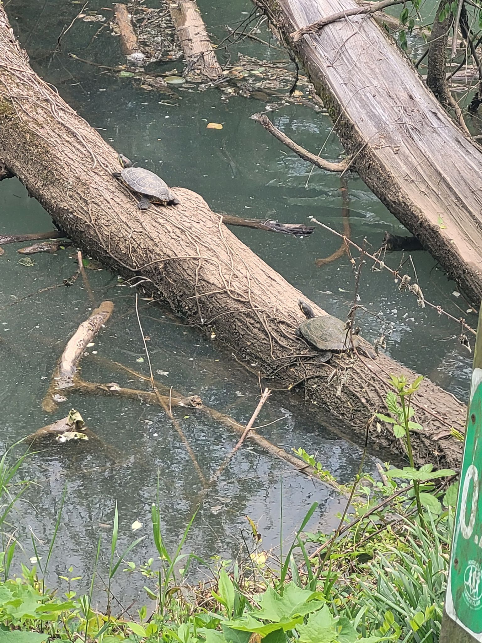 Two turtles bask on a fallen log in murky water, surrounded by green plants. - Volunteer Landing – Neyland Greenway terminus loop from Three Rivers Rambler