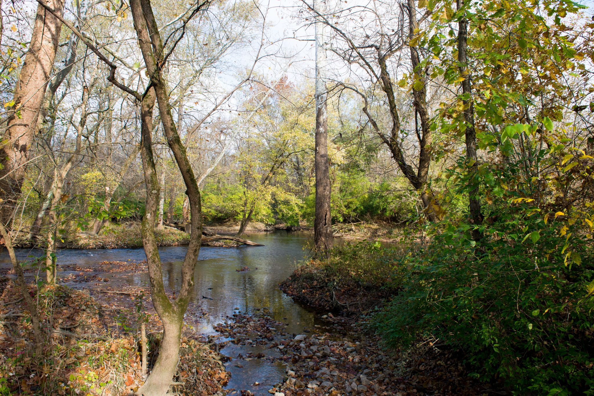 A calm river flows through a forest with trees showing autumn colors. - Lawrence Creek Nature Preserve loop from Fort Harrison State Park