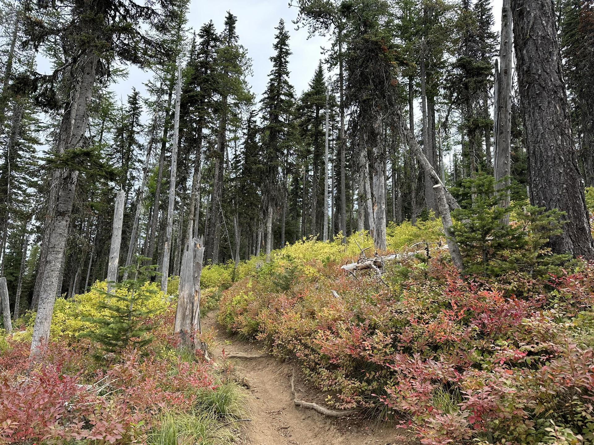 A dirt path winding uphill through a forest with colorful red and yellow bushes.