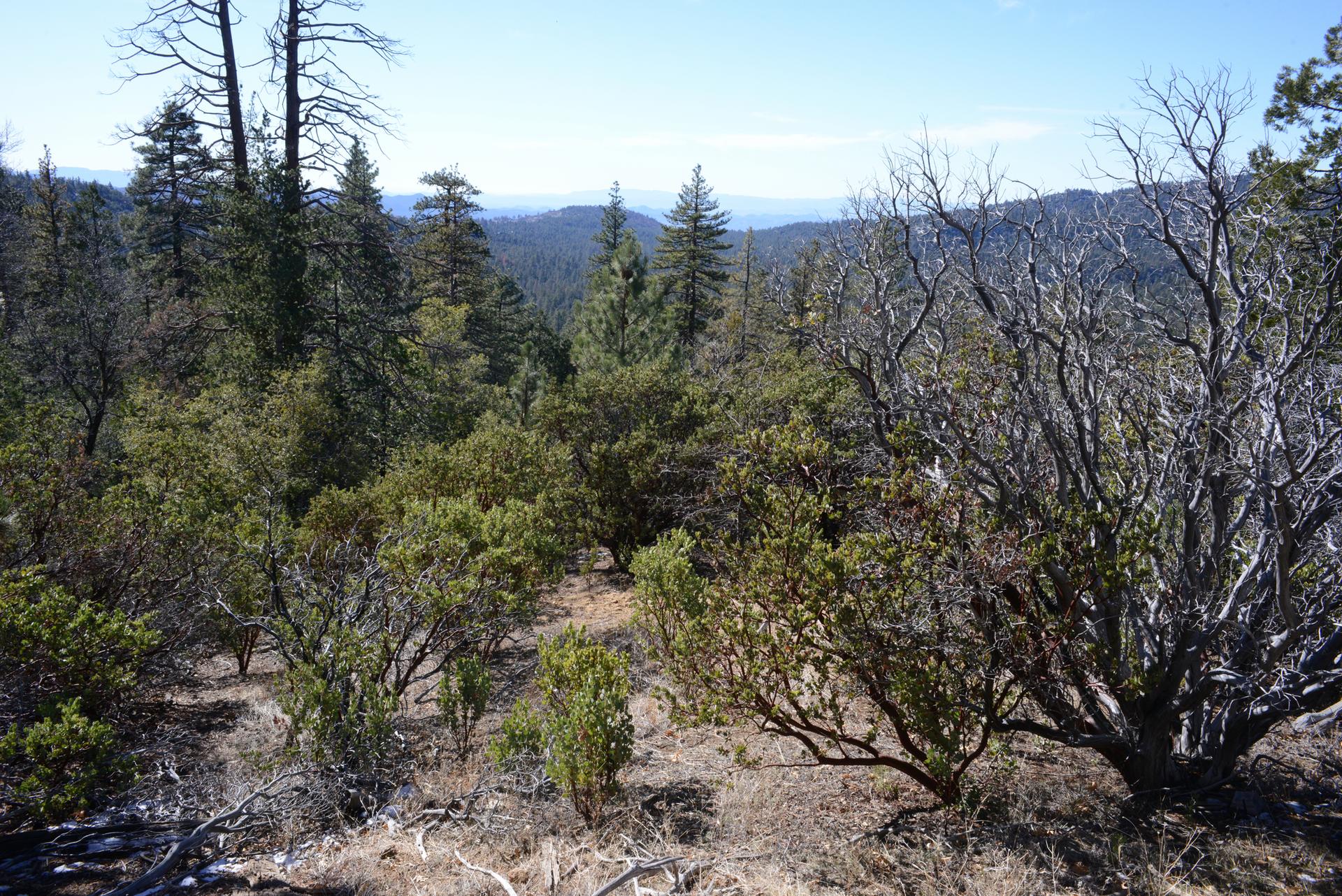 Bright forest scene with diverse trees, shrubs, and distant hazy mountains.