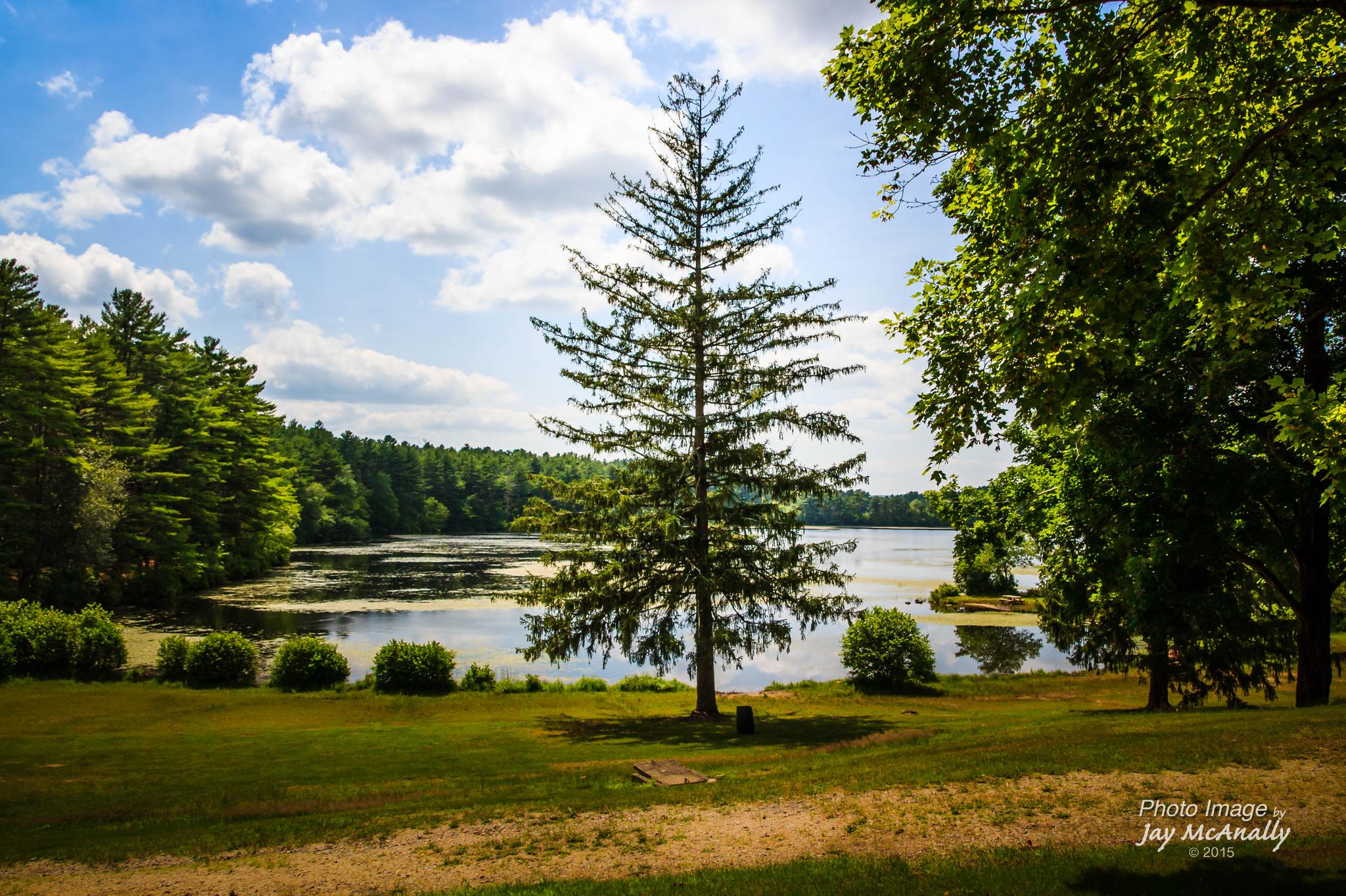 Sunny landscape with a tall pine tree overlooking a calm lake and green forest.