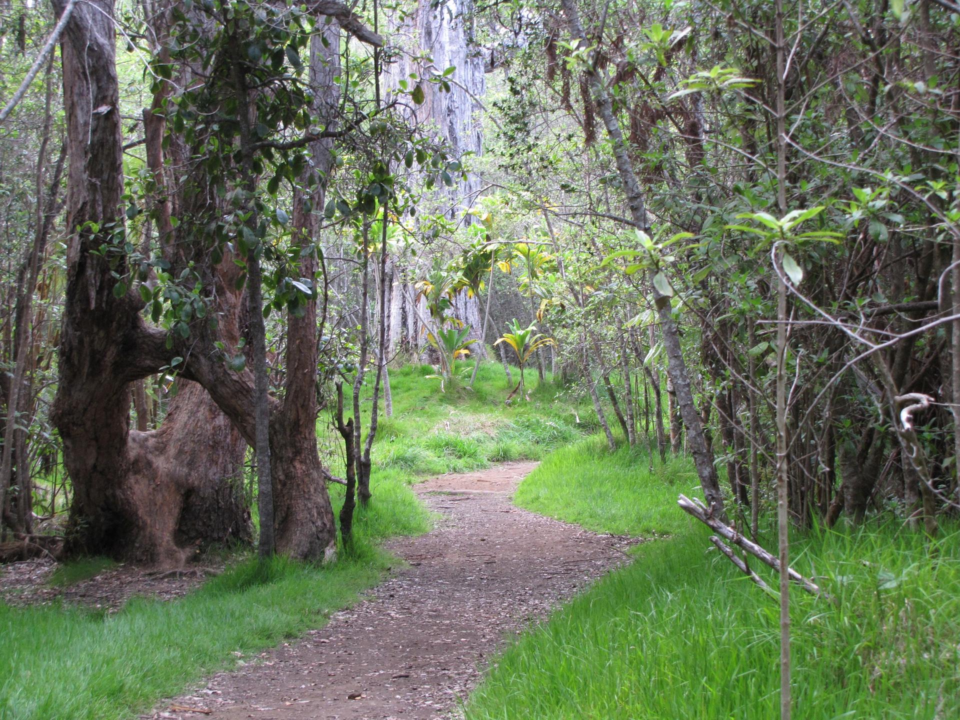A narrow dirt trail curves through a dense, verdant forest under soft light.
