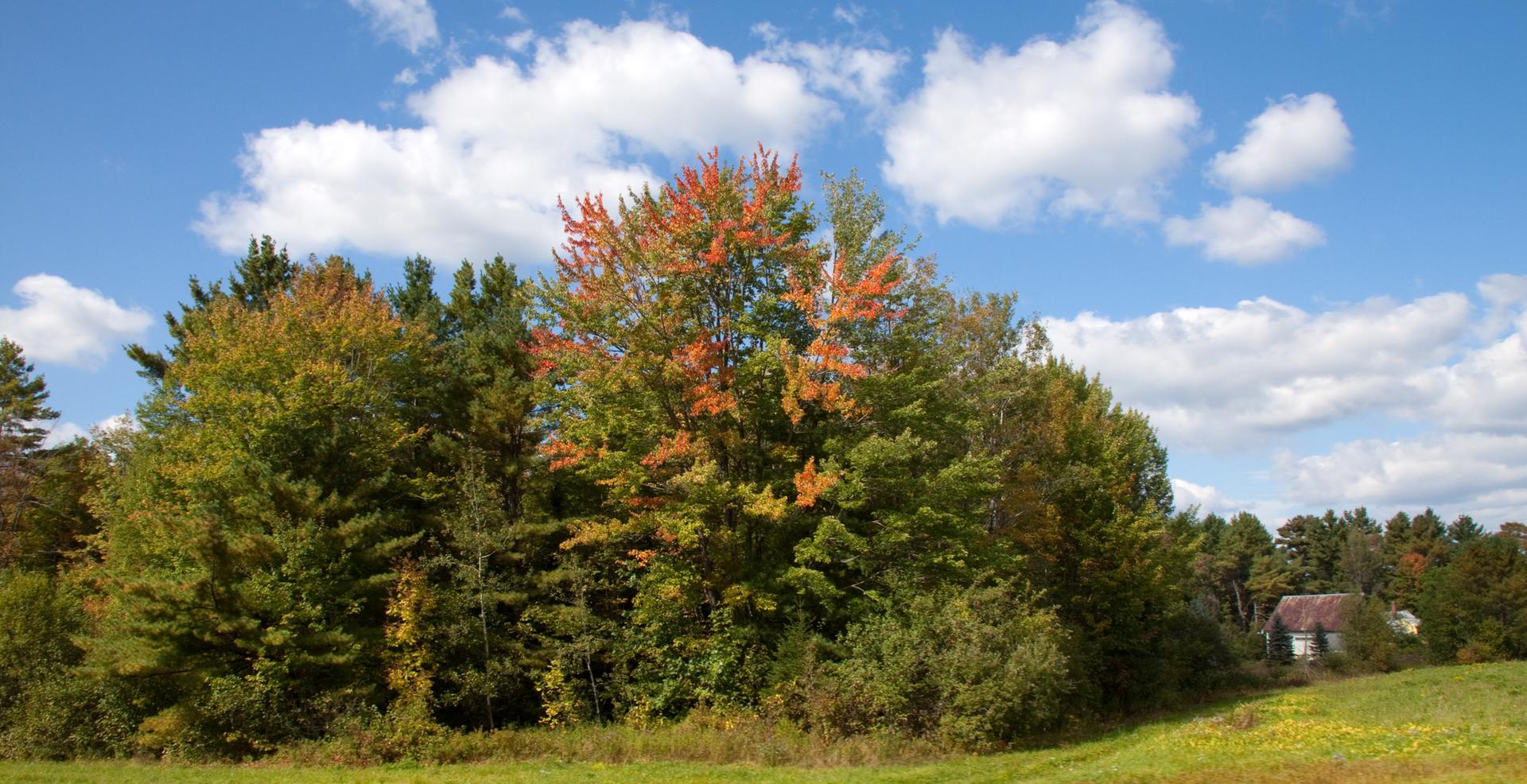 Sunny autumn landscape with vibrant trees, a grassy field, and distant building.