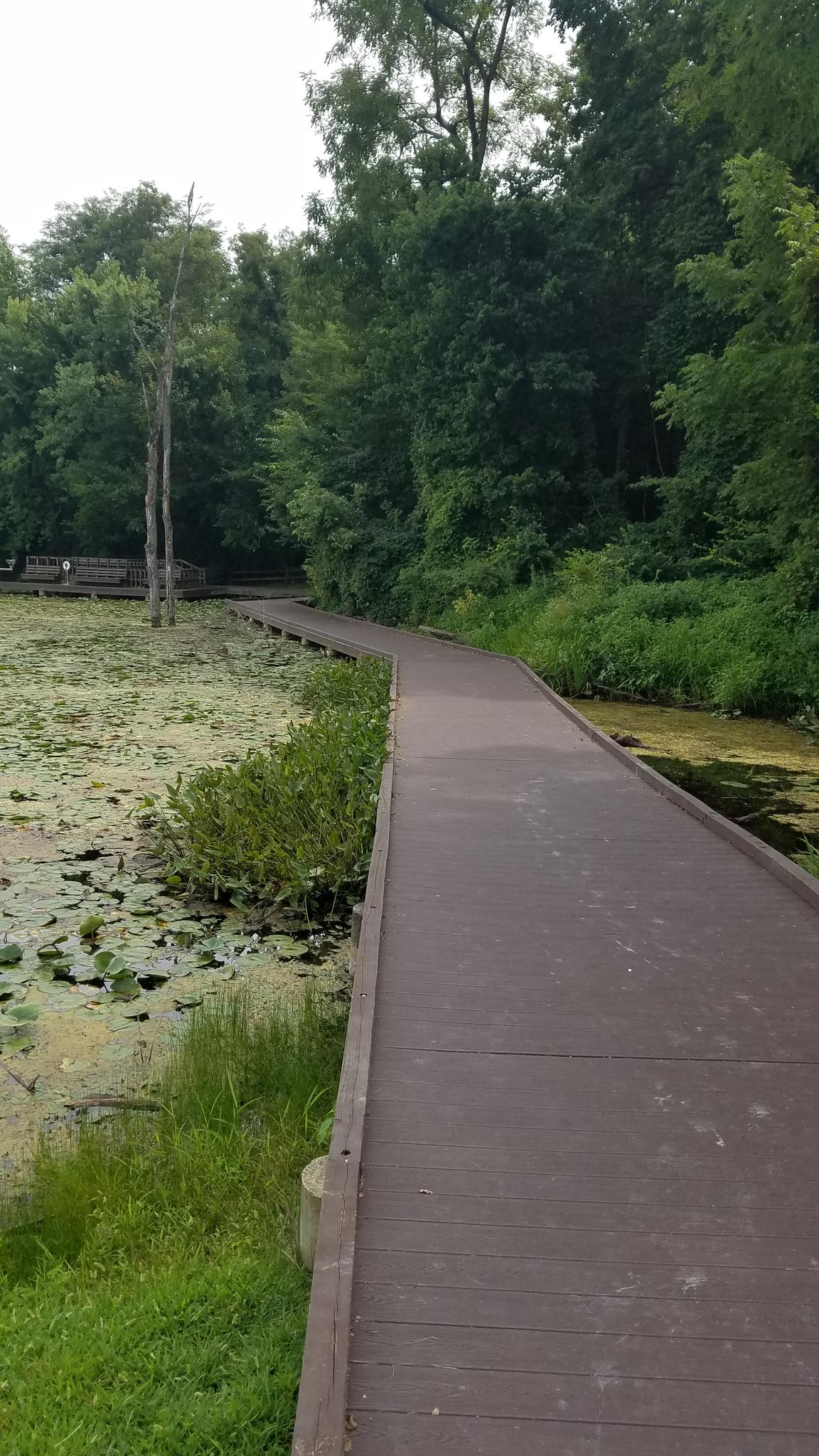 A wooden boardwalk curves through a lush green wetland under soft light.