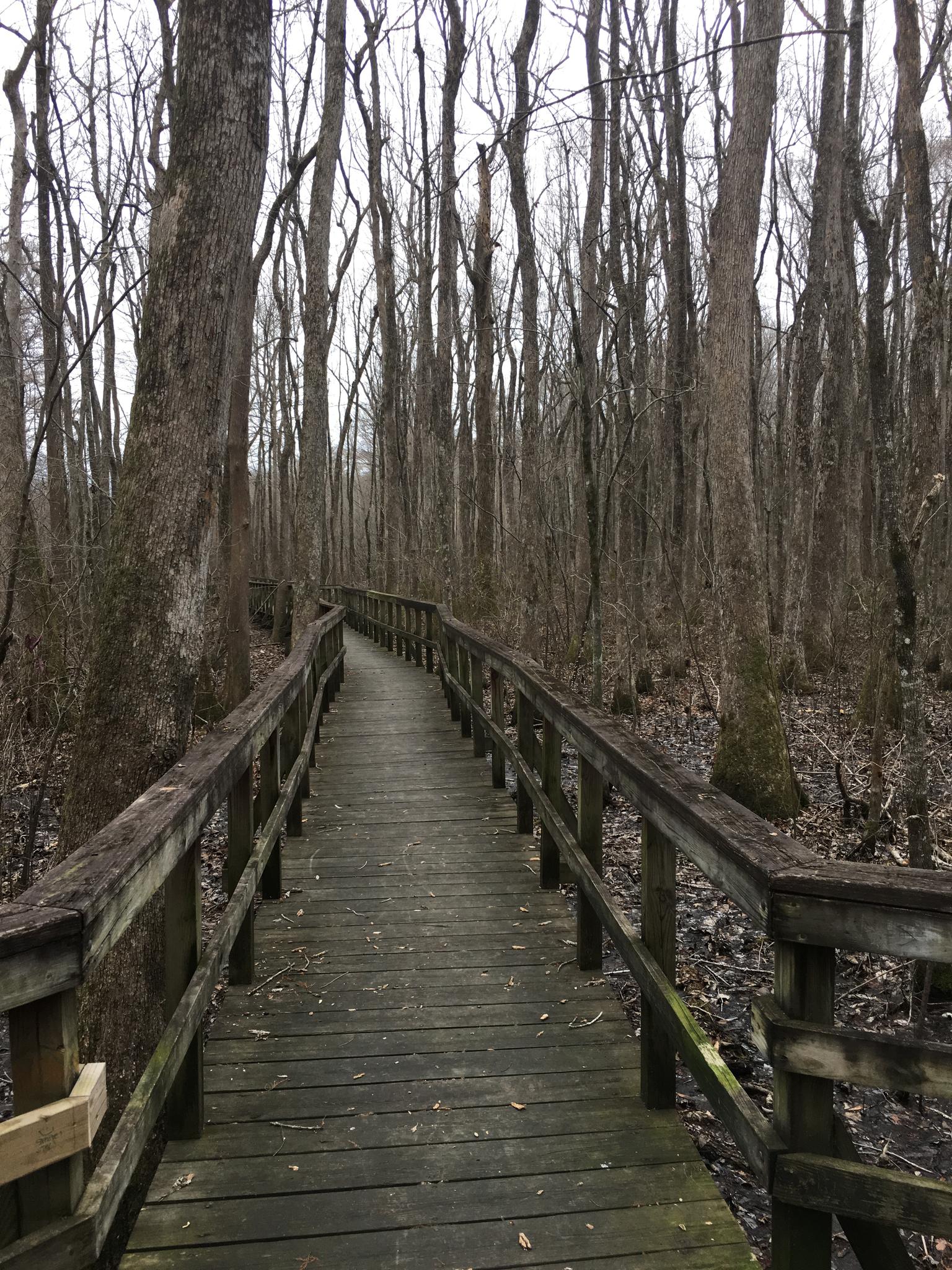 A wooden boardwalk winds through a dense, bare forest under dim, overcast light.