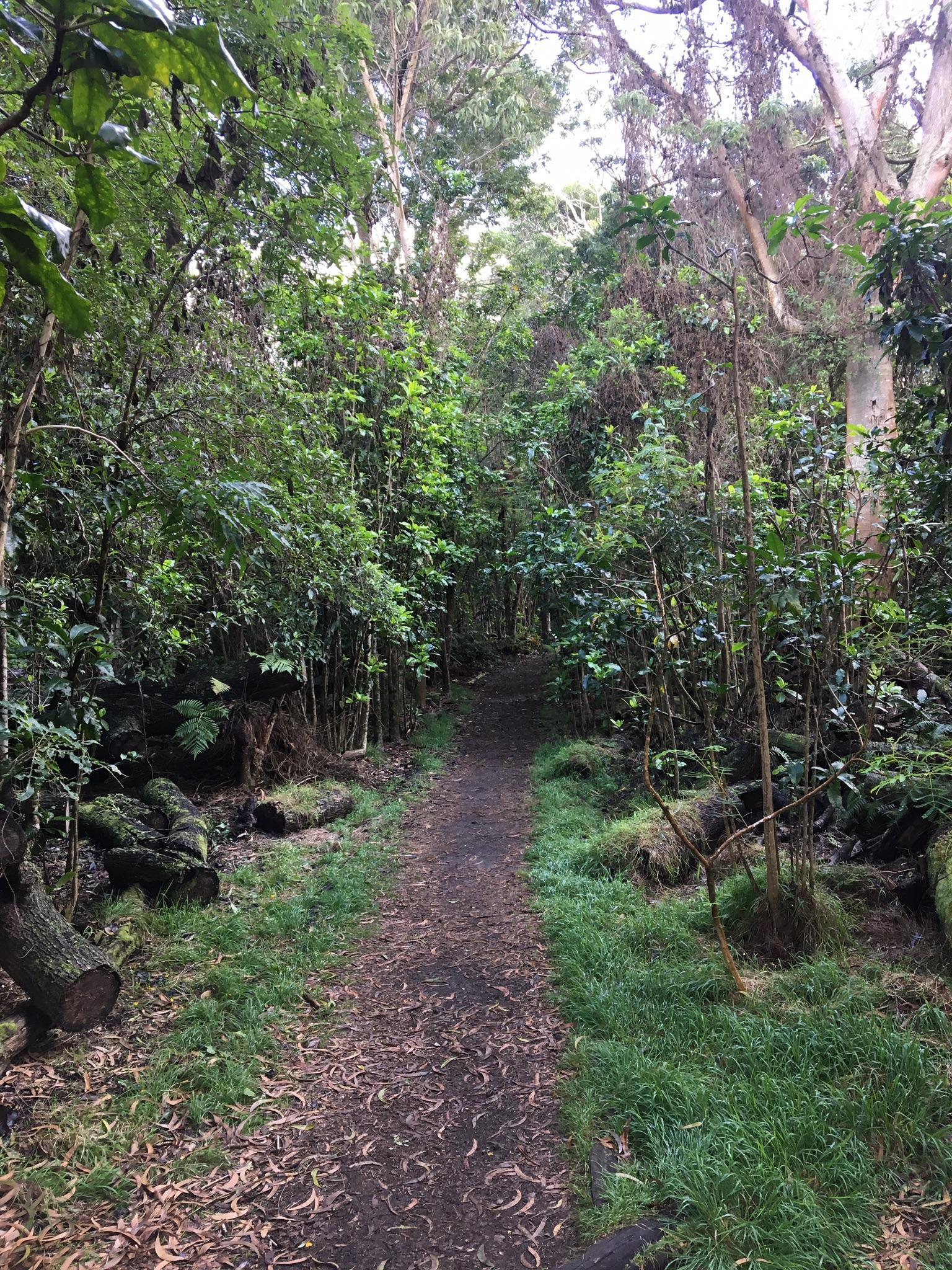 Shaded dirt path winding through a dense, lush green forest.