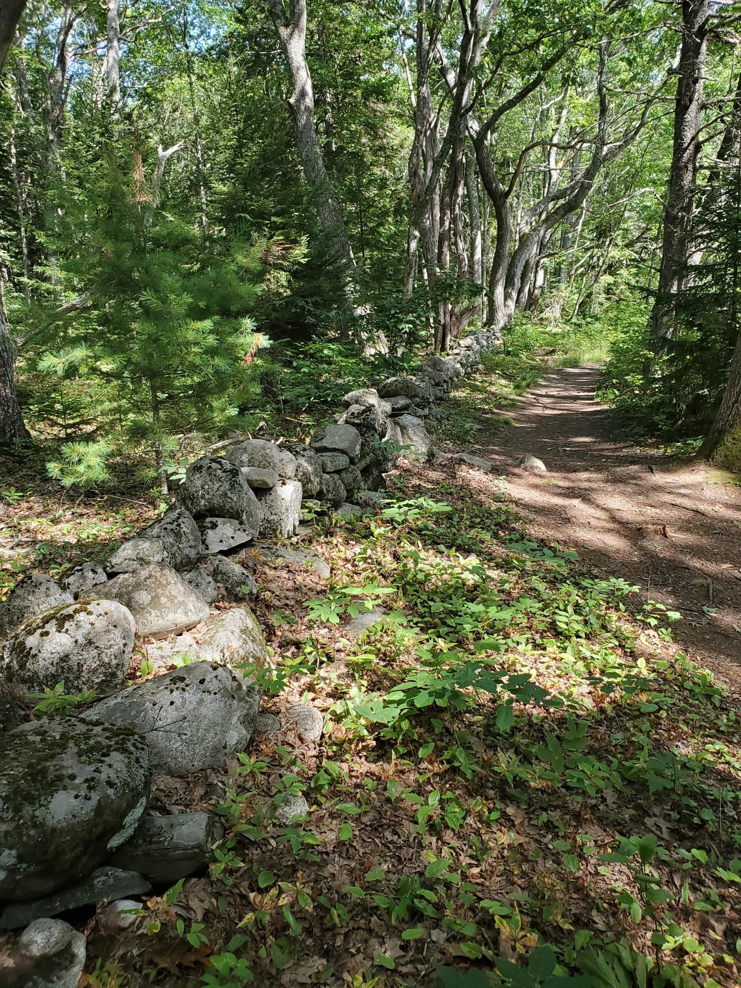 Forest path next to a mossy stone wall, with dappled sunlight.