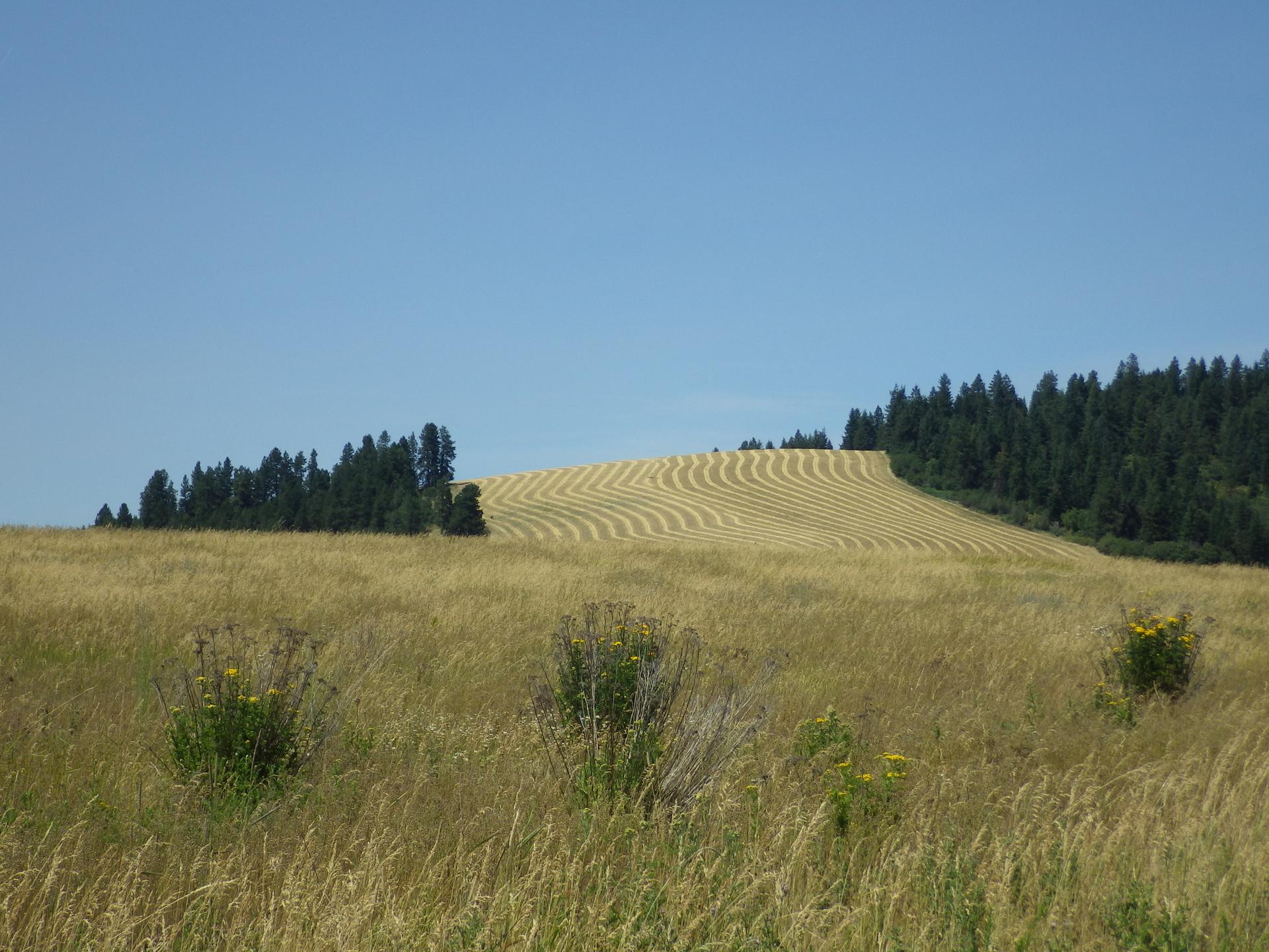 Sunny golden fields with striped patterns on a hillside, backed by dark forest.