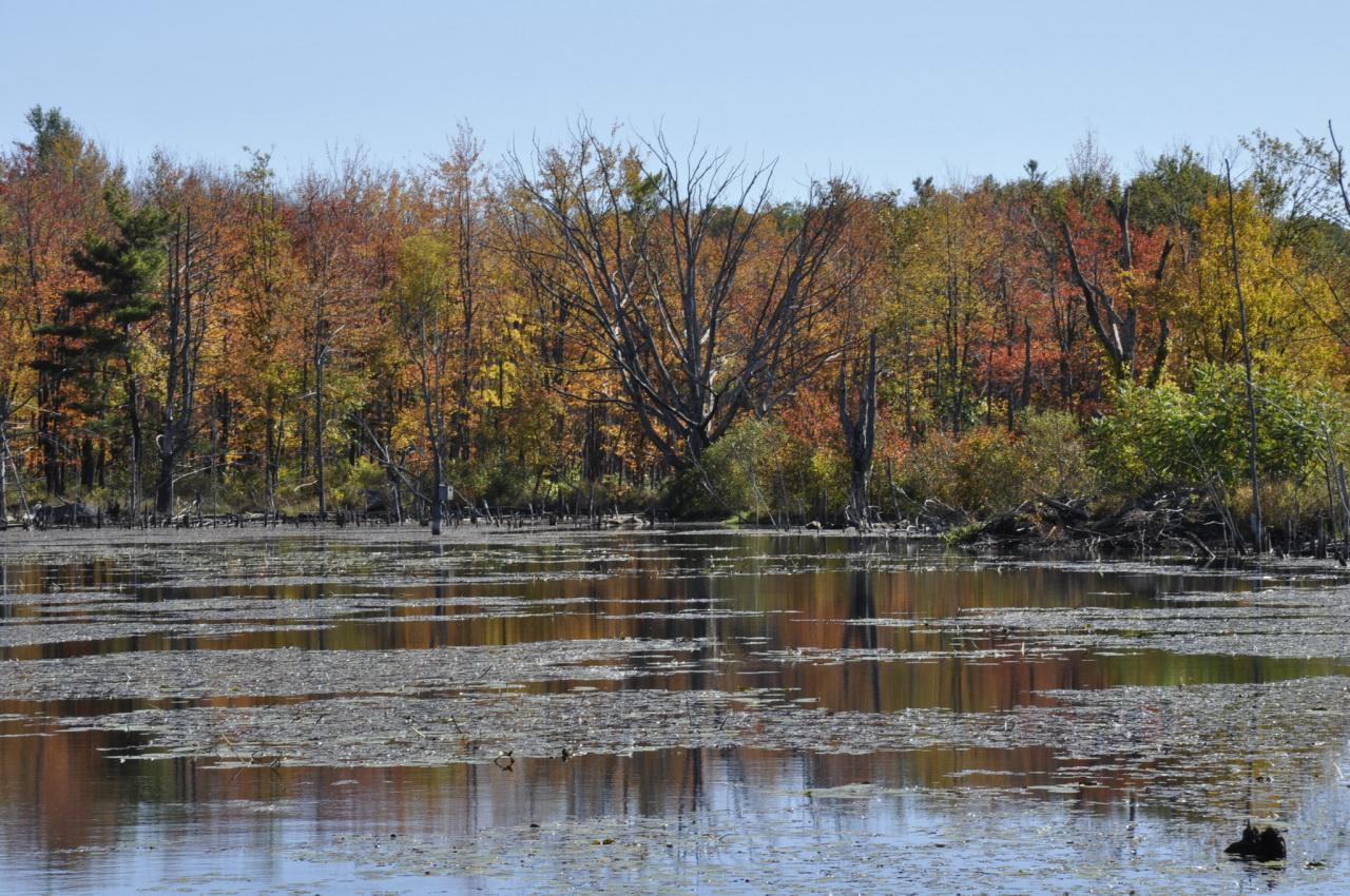 A still pond with lily pads reflects colorful autumn trees under a clear sky.