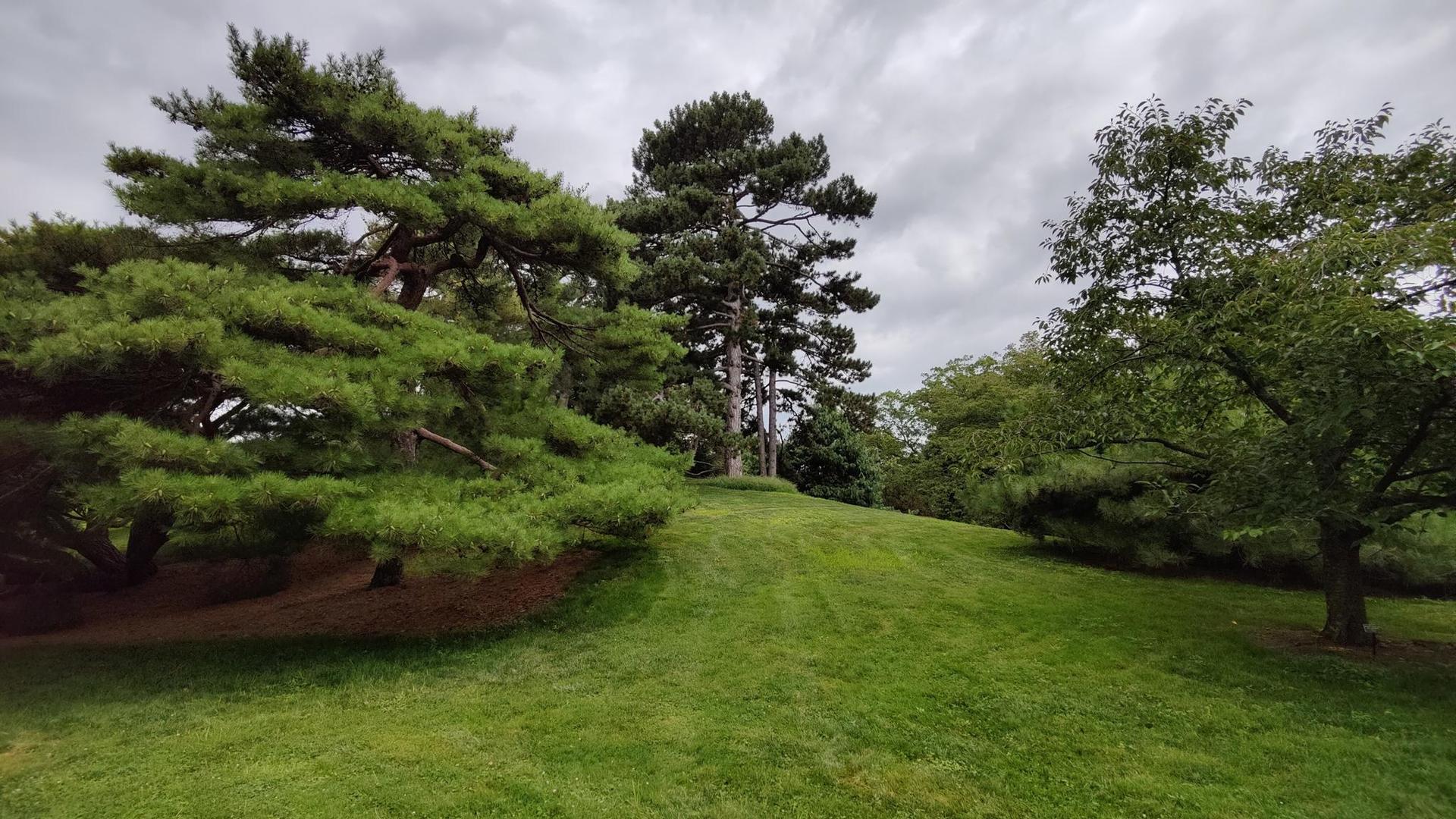 A lush green grassy hill surrounded by tall evergreen trees under cloudy sky.