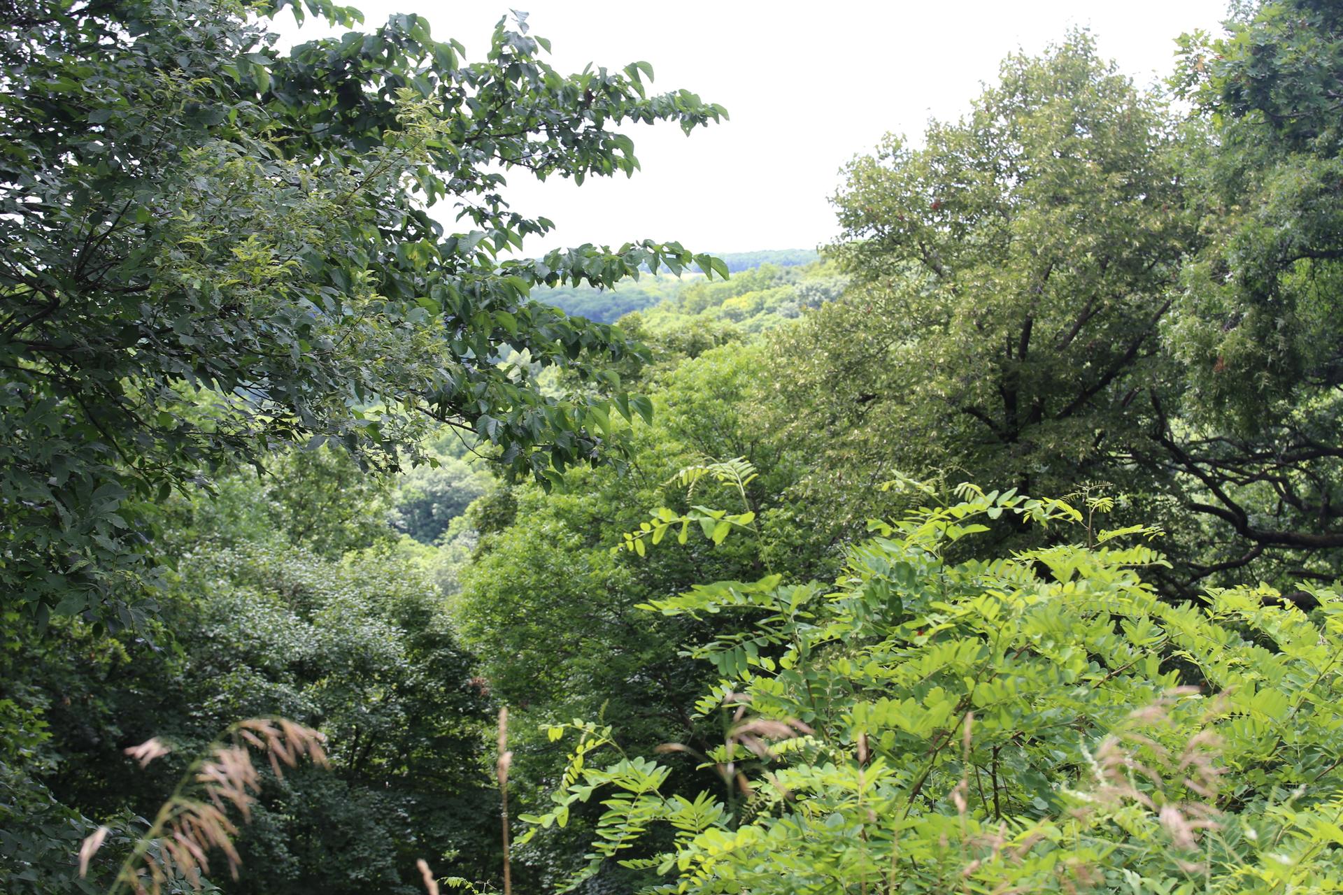 Lush green trees cover a hilly landscape under a bright, diffused sky.