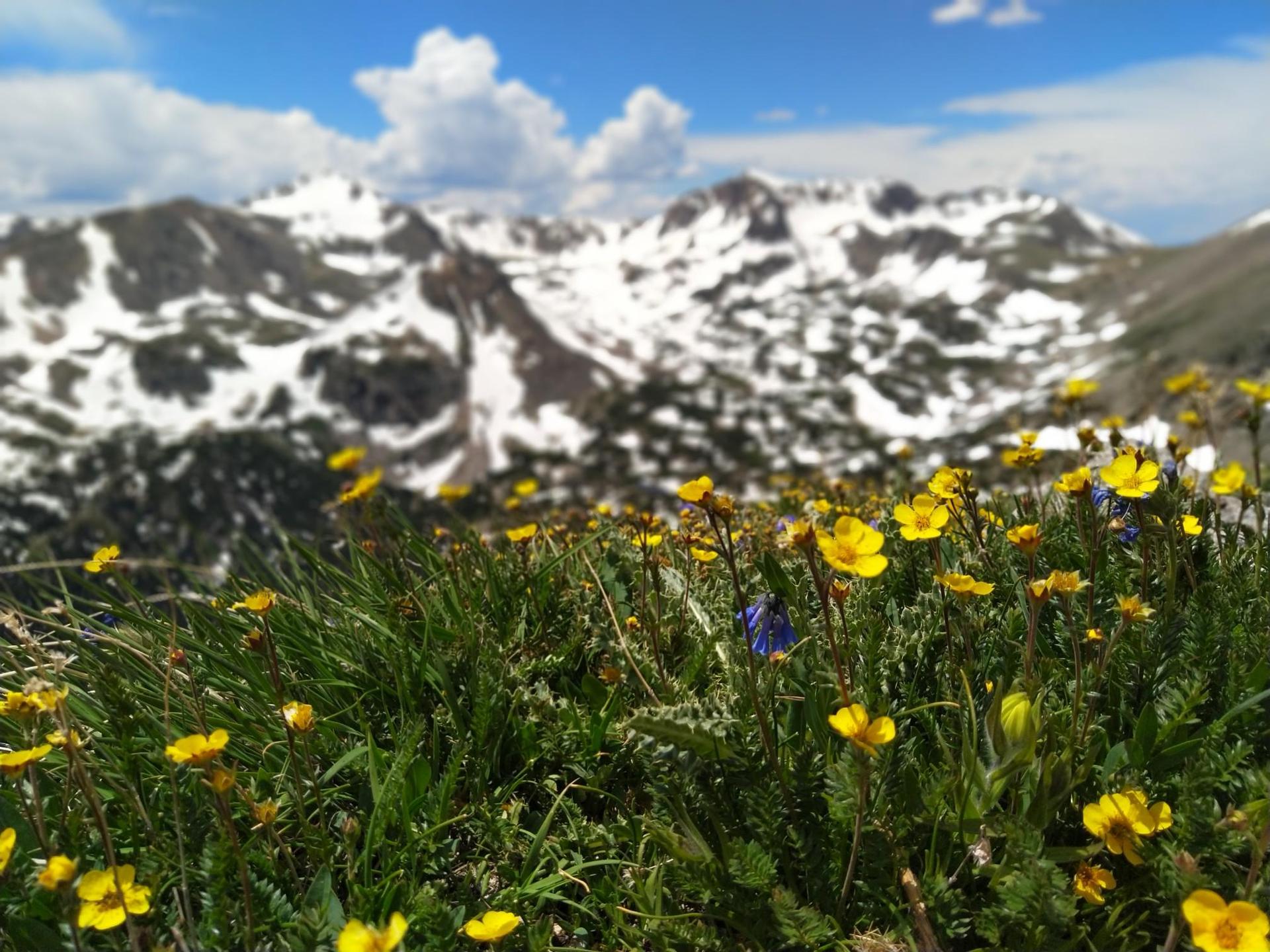 Vibrant yellow wildflowers in foreground with majestic snow-capped mountains under blue sky.