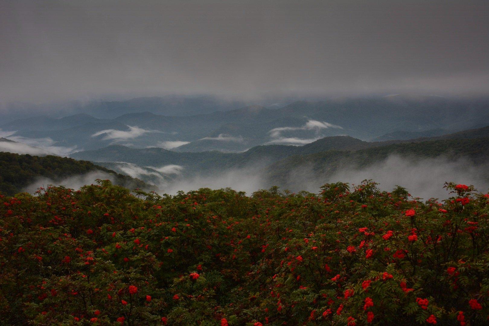 Red flowering bushes in foreground with misty mountains under a dark, cloudy sky.