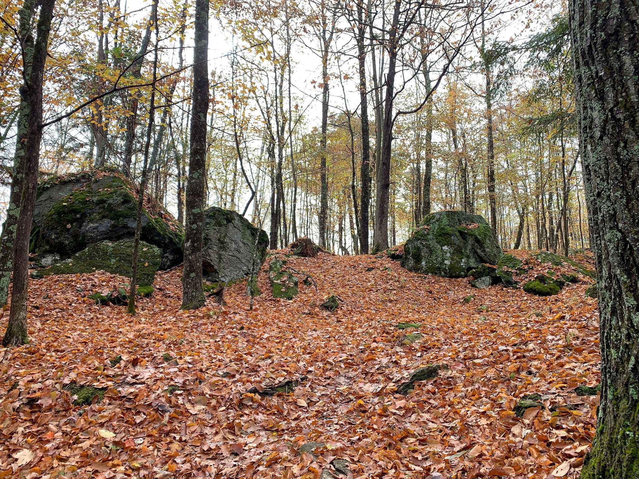 Forest floor covered in orange autumn leaves, with large mossy boulders and trees. - Lyme Hill