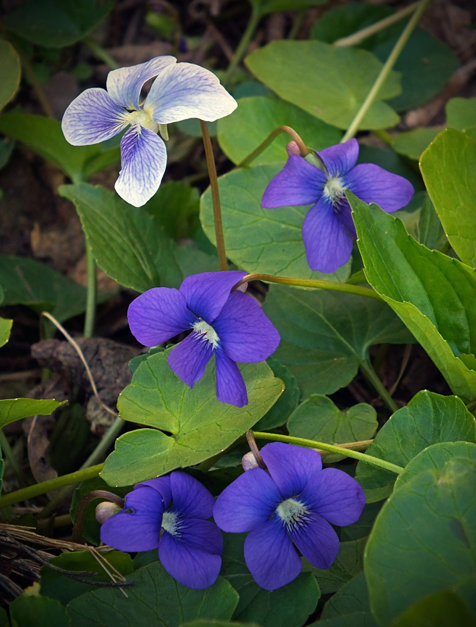 Close-up of vibrant purple and white violets blooming among green leaves.