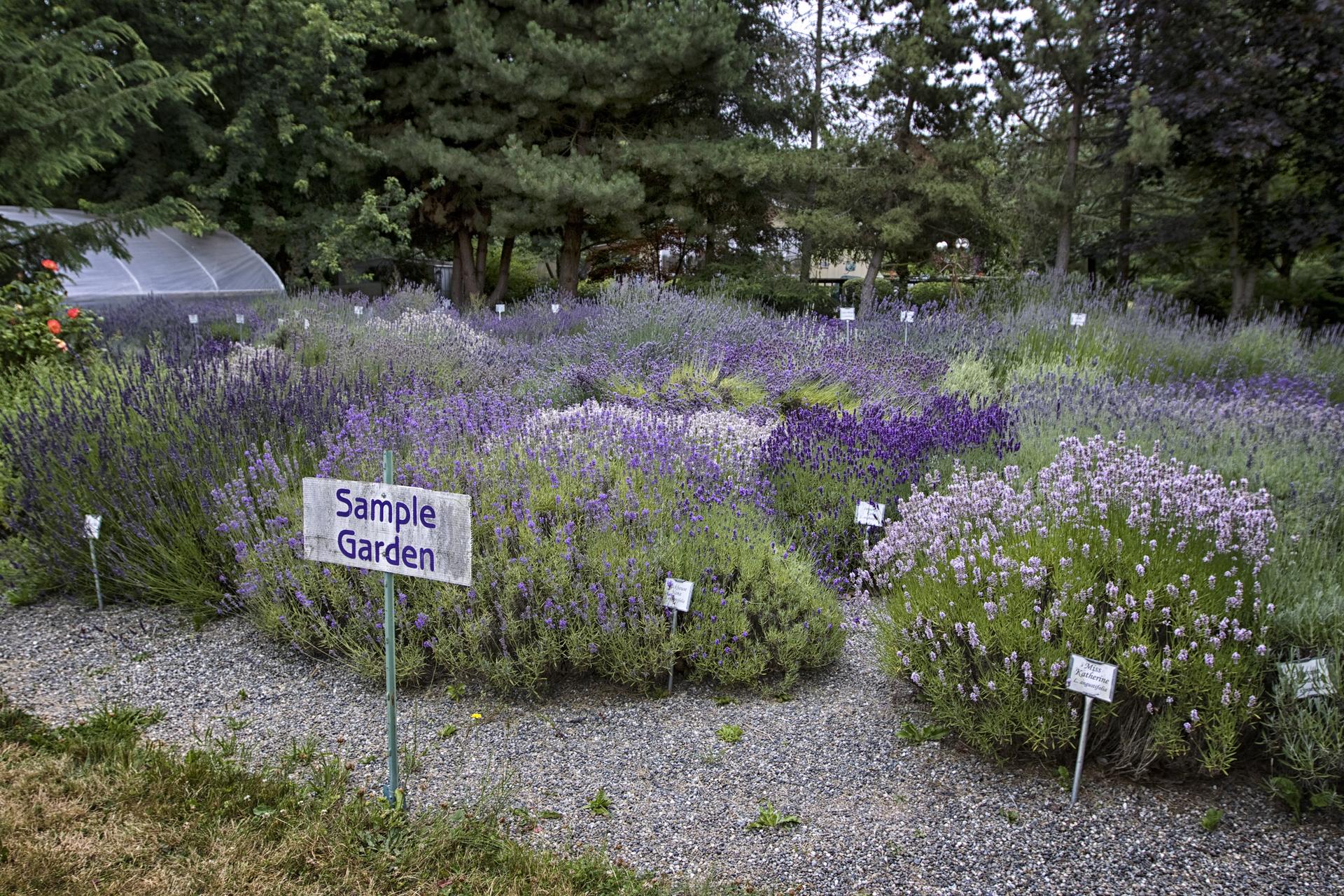 A sample garden with various types of lavender plants and gravel paths.