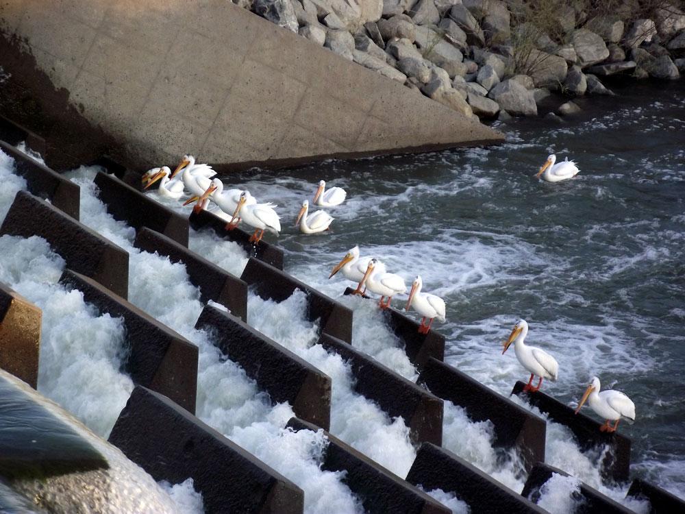 Numerous white pelicans perched on a concrete dam with rushing water.