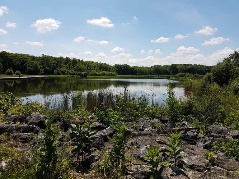 Set Lame Per Tosatura Busse - 31F/15 Per Cavalli - Lama Sottile Per Tosatura Di Precisione E Finitura Profonda - Foto 5