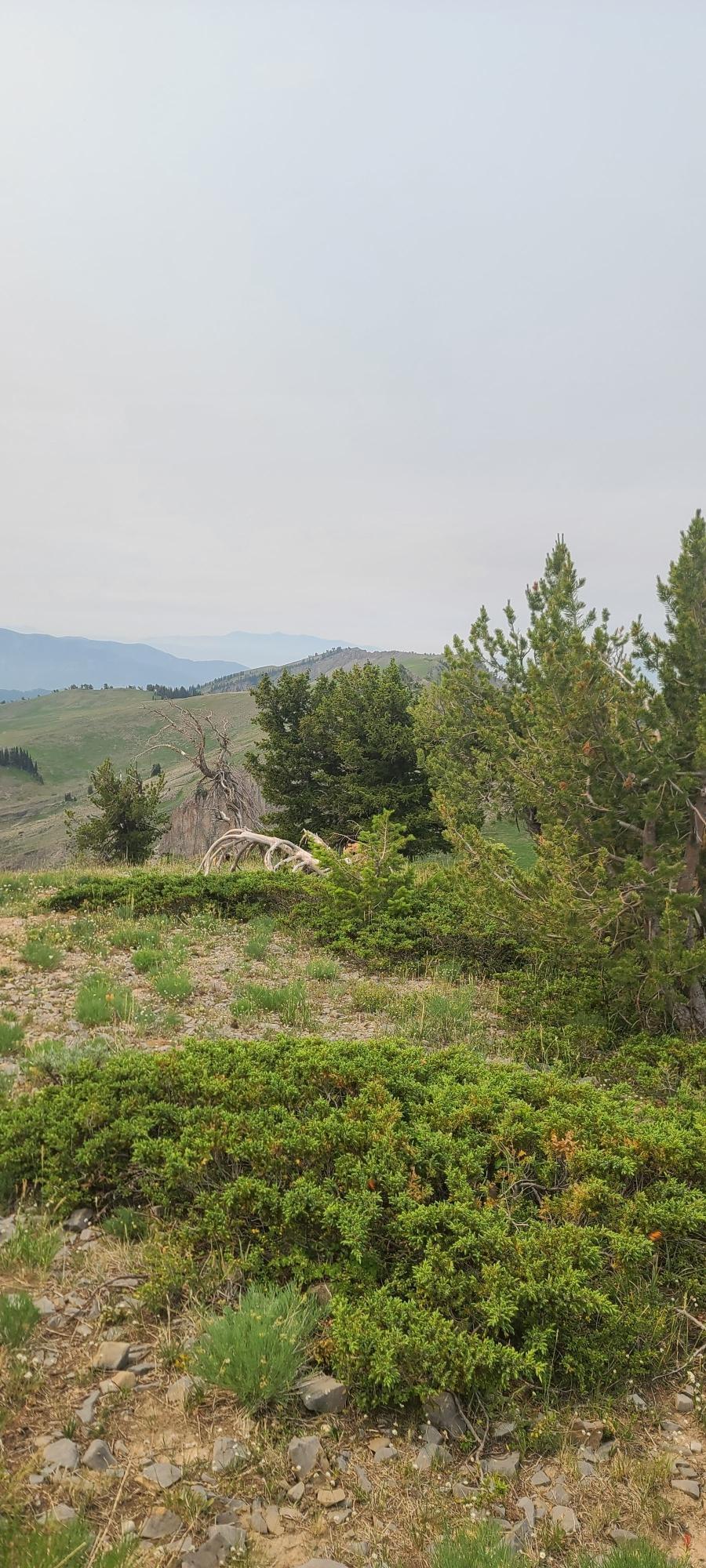 Overcast sky above a mountain landscape with green trees and low shrubs.