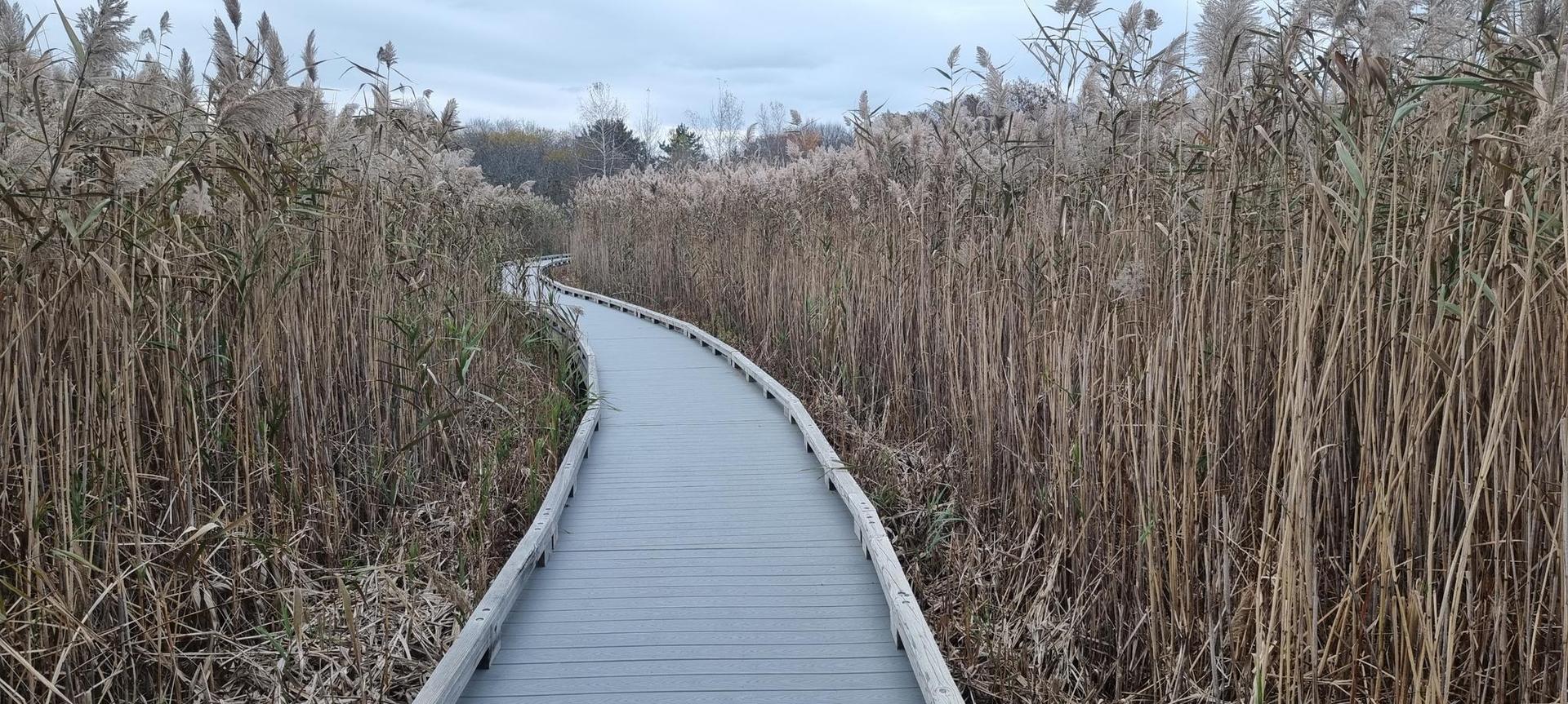 A winding boardwalk through dense, tall, dry reeds under an overcast sky.
