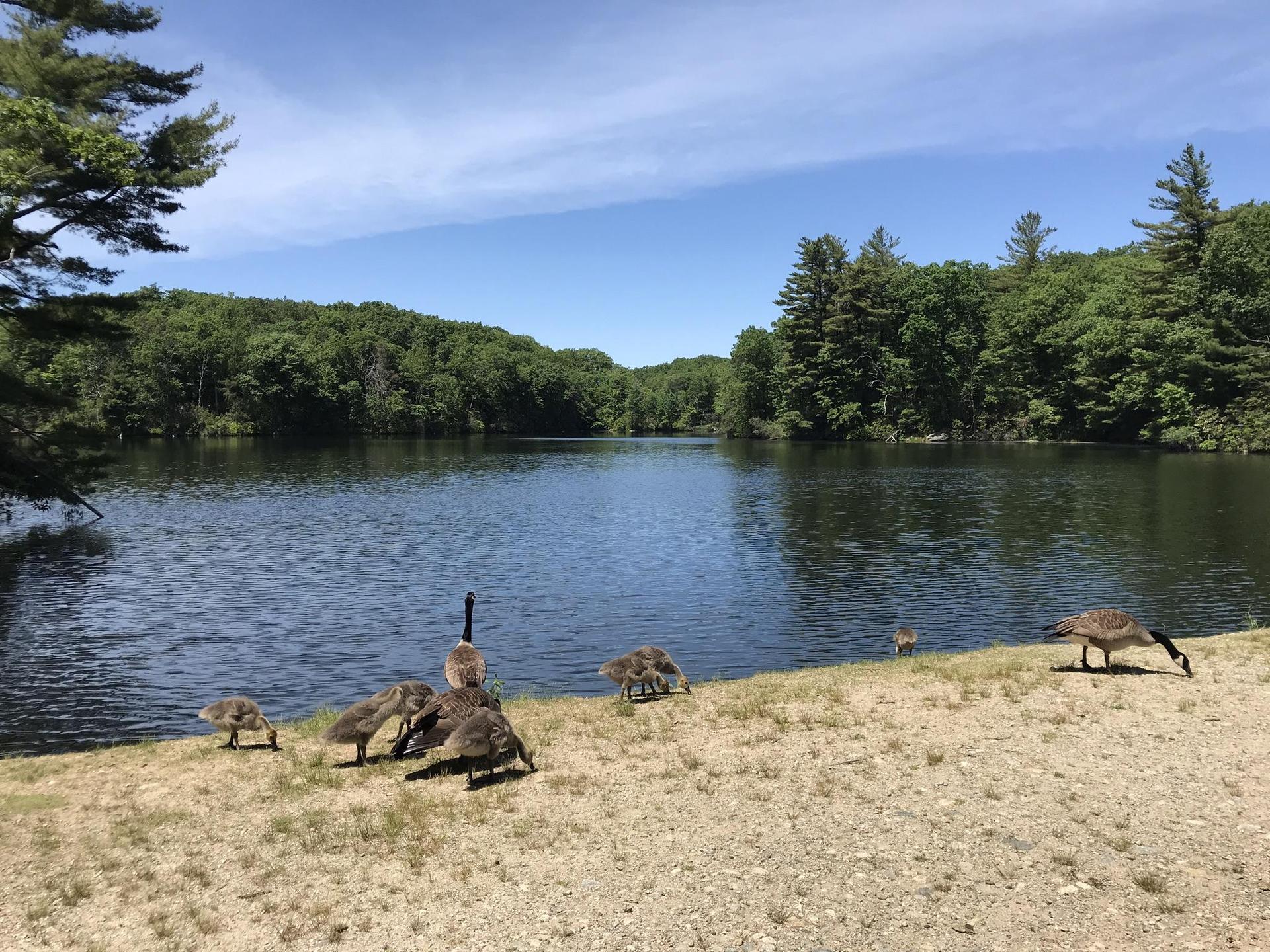 Geese and goslings on a lake shore with forested hills under blue sky.