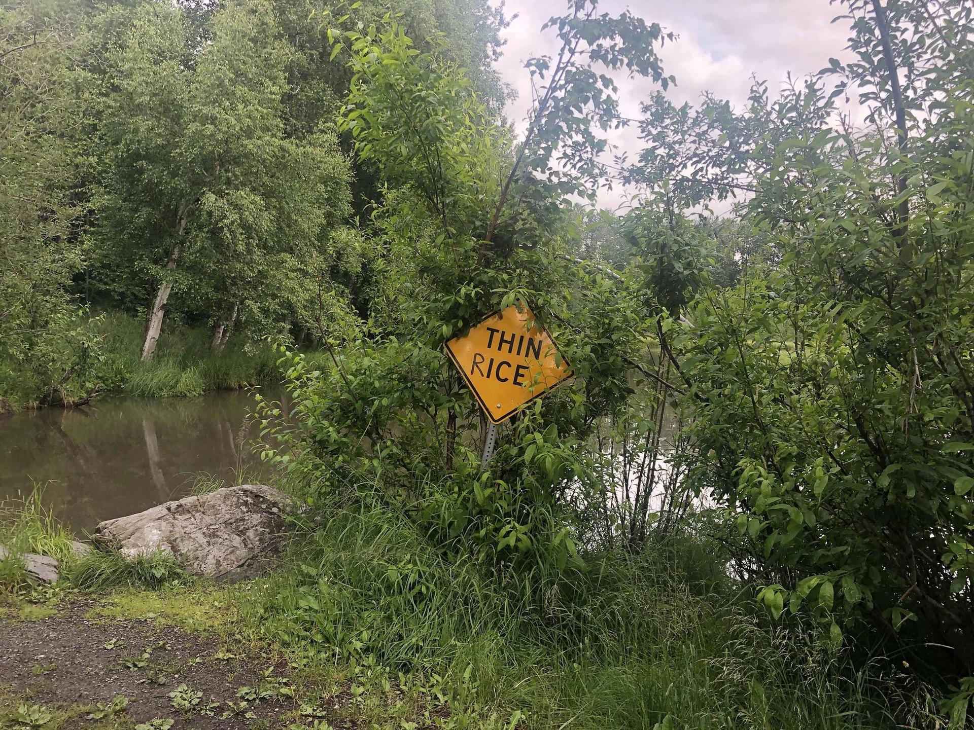 Yellow "Thin Rice" warning sign amidst dense green foliage by dark water.