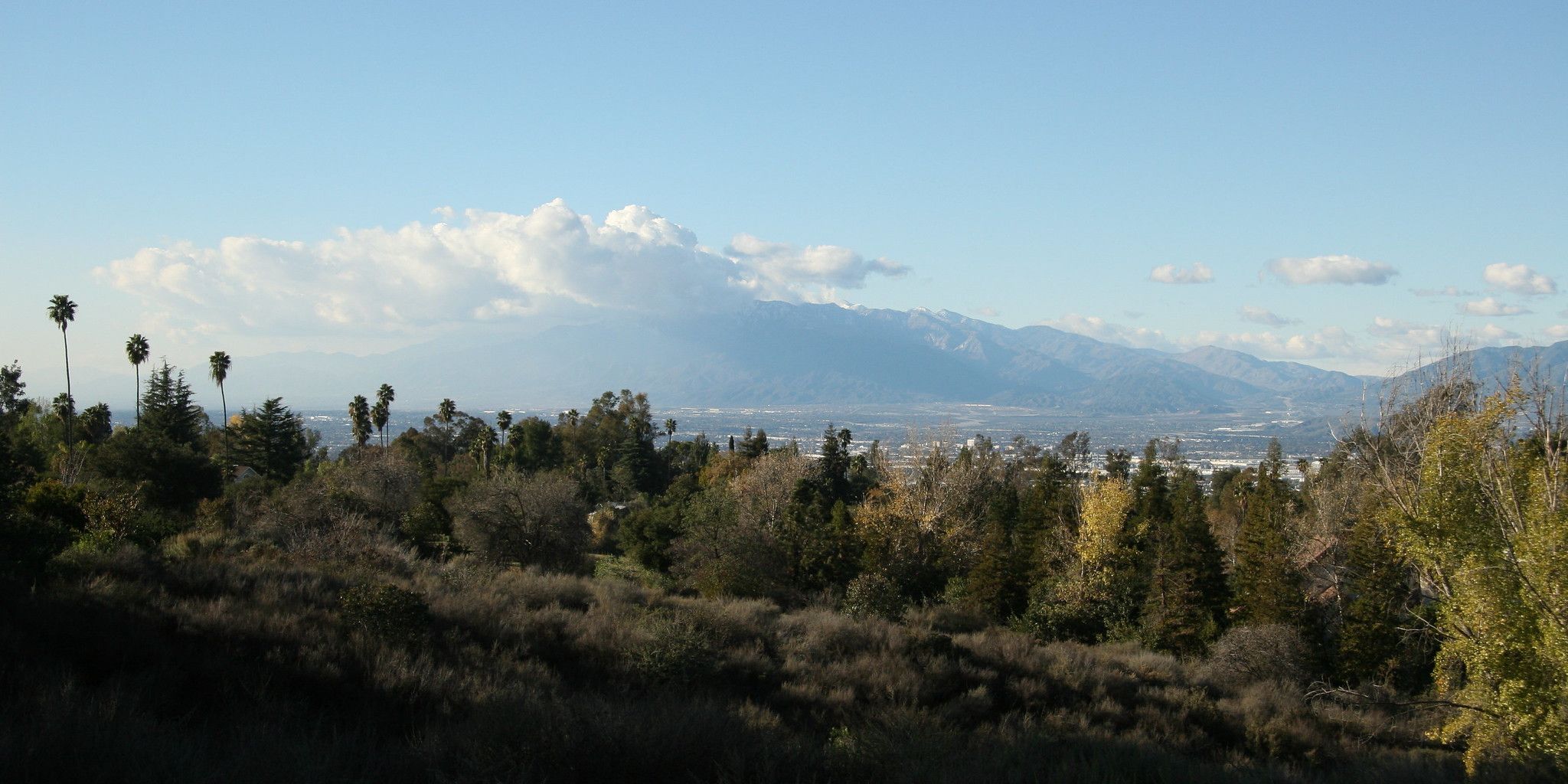 Lush green trees and palm trees with large mountains under a blue sky. - Oak Glen loop
