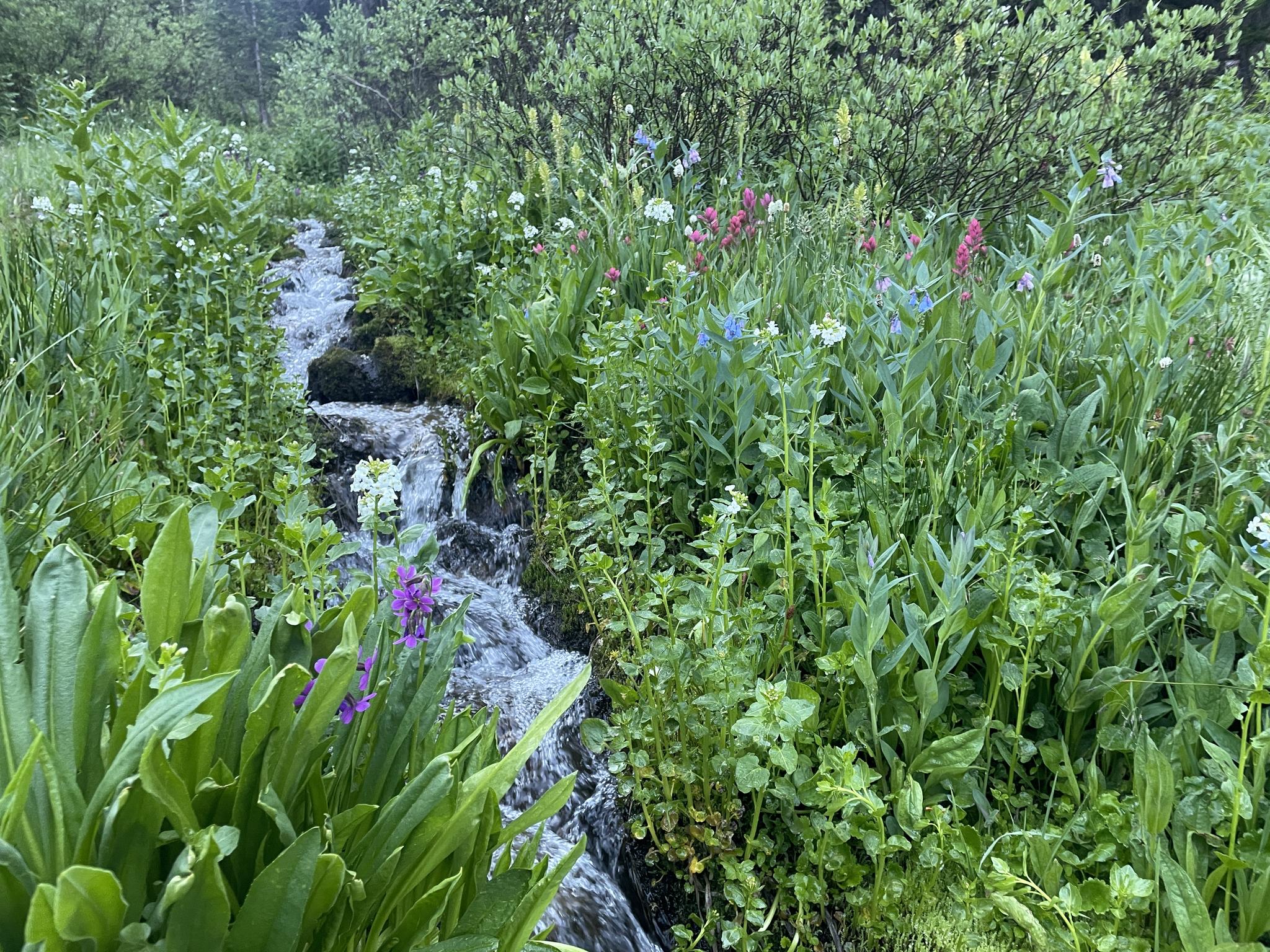 A small stream cascades through lush green vegetation and colorful wildflowers.