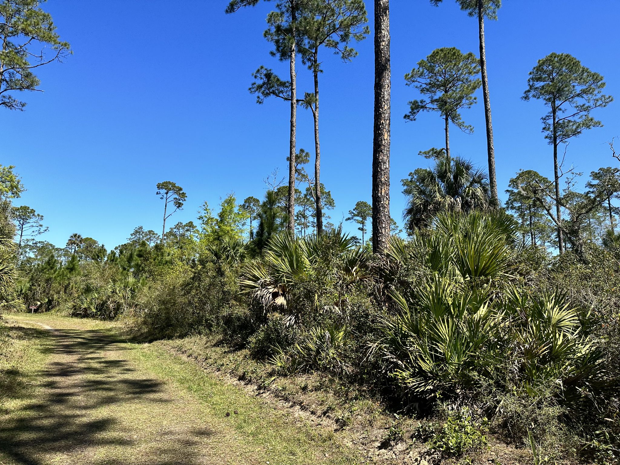 Sunny dirt path winding through a forest of tall pines and palmettos. - Seven-Mile Loop Trail