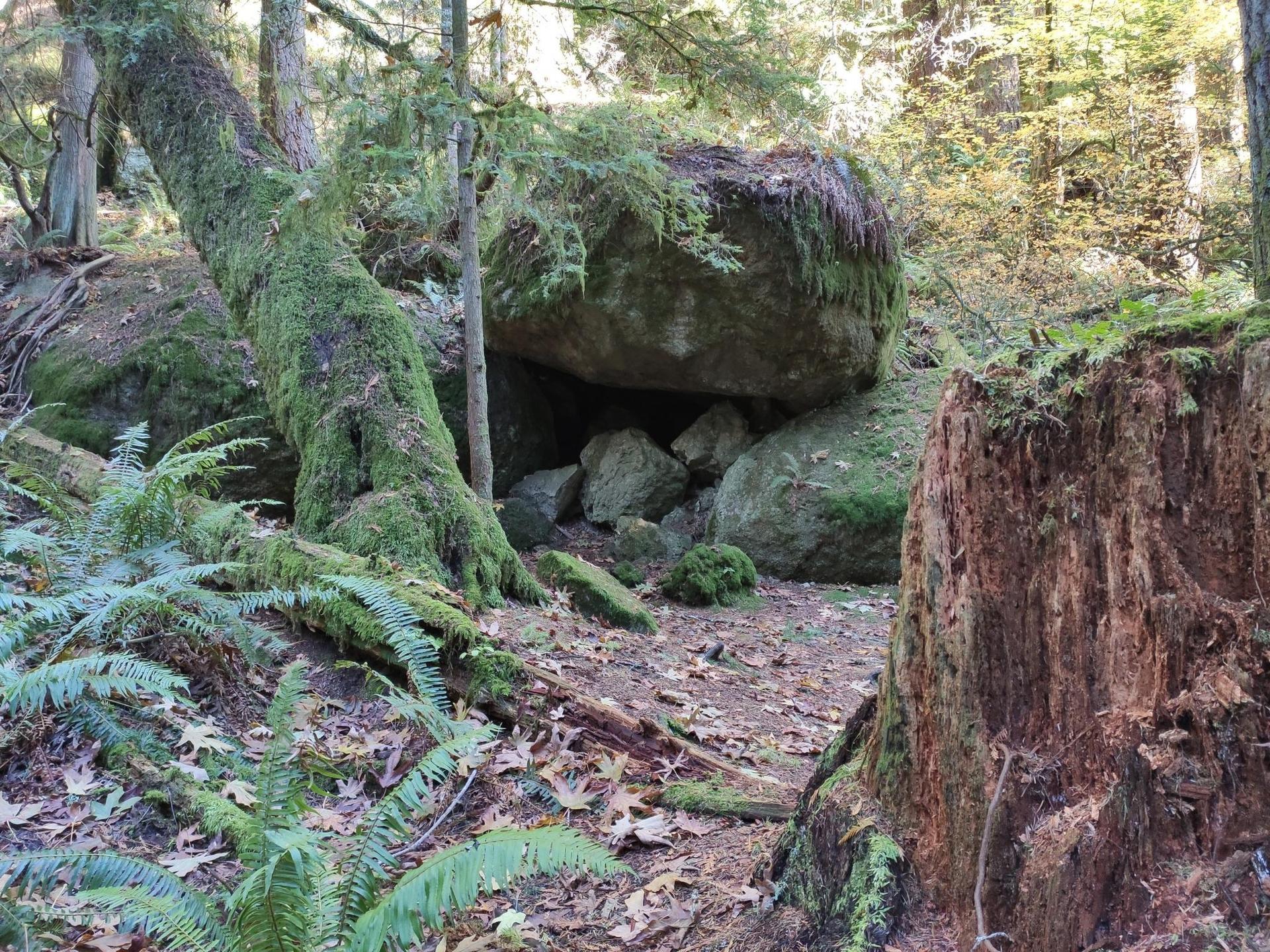 Moss-covered boulders and a large tree stump in a shaded forest.