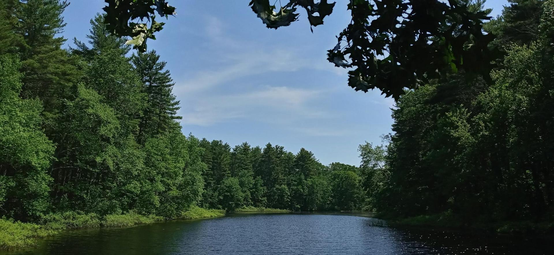 Calm water surrounded by dense green forest under a bright blue sky.