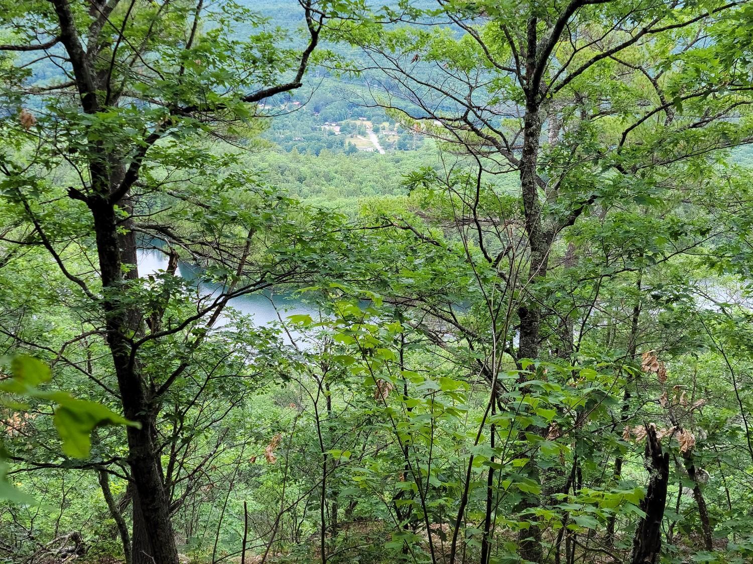 Lake and distant buildings visible through a dense green forest.