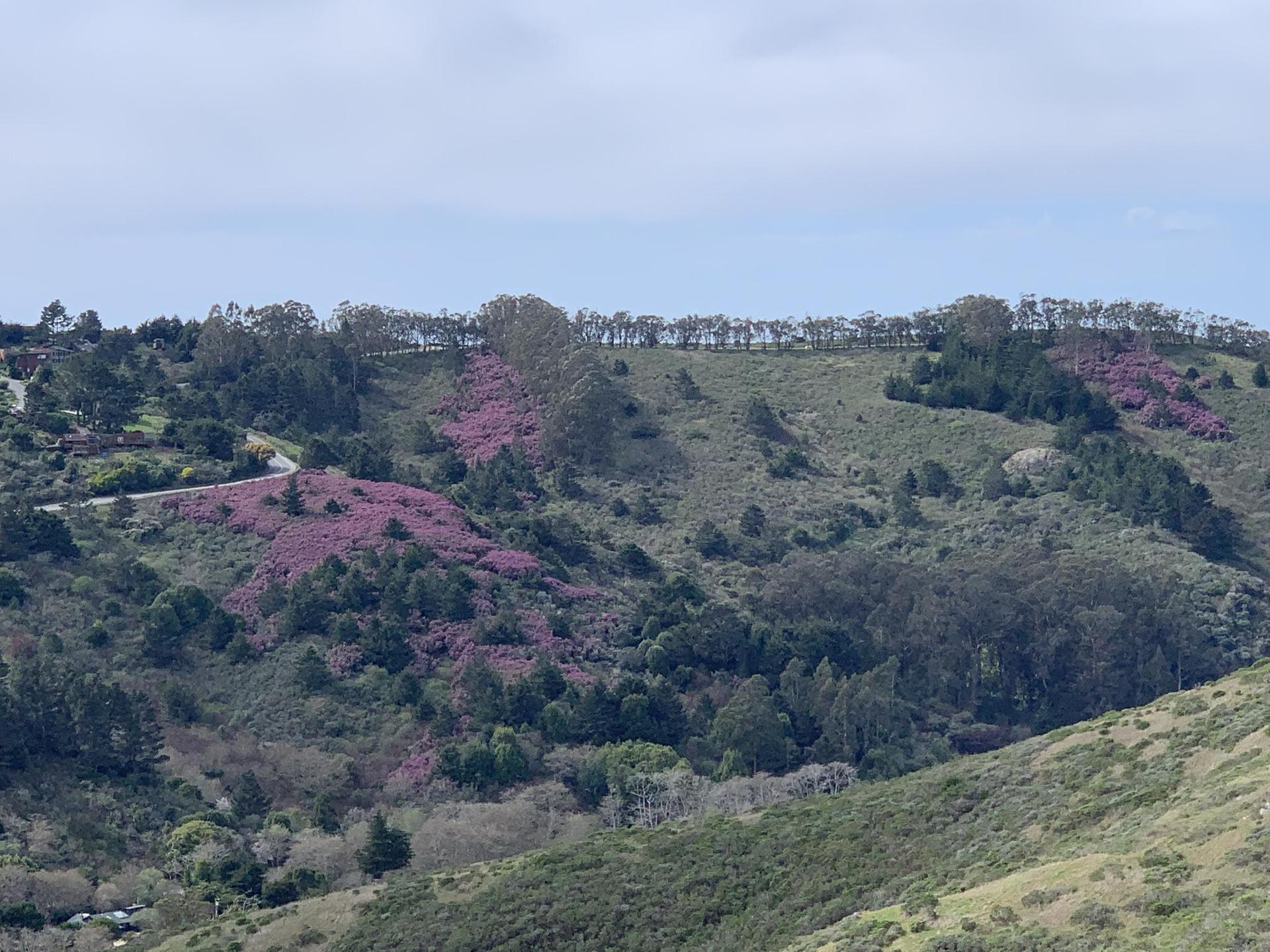 Rolling green hills covered with patches of vibrant purple flowering bushes.