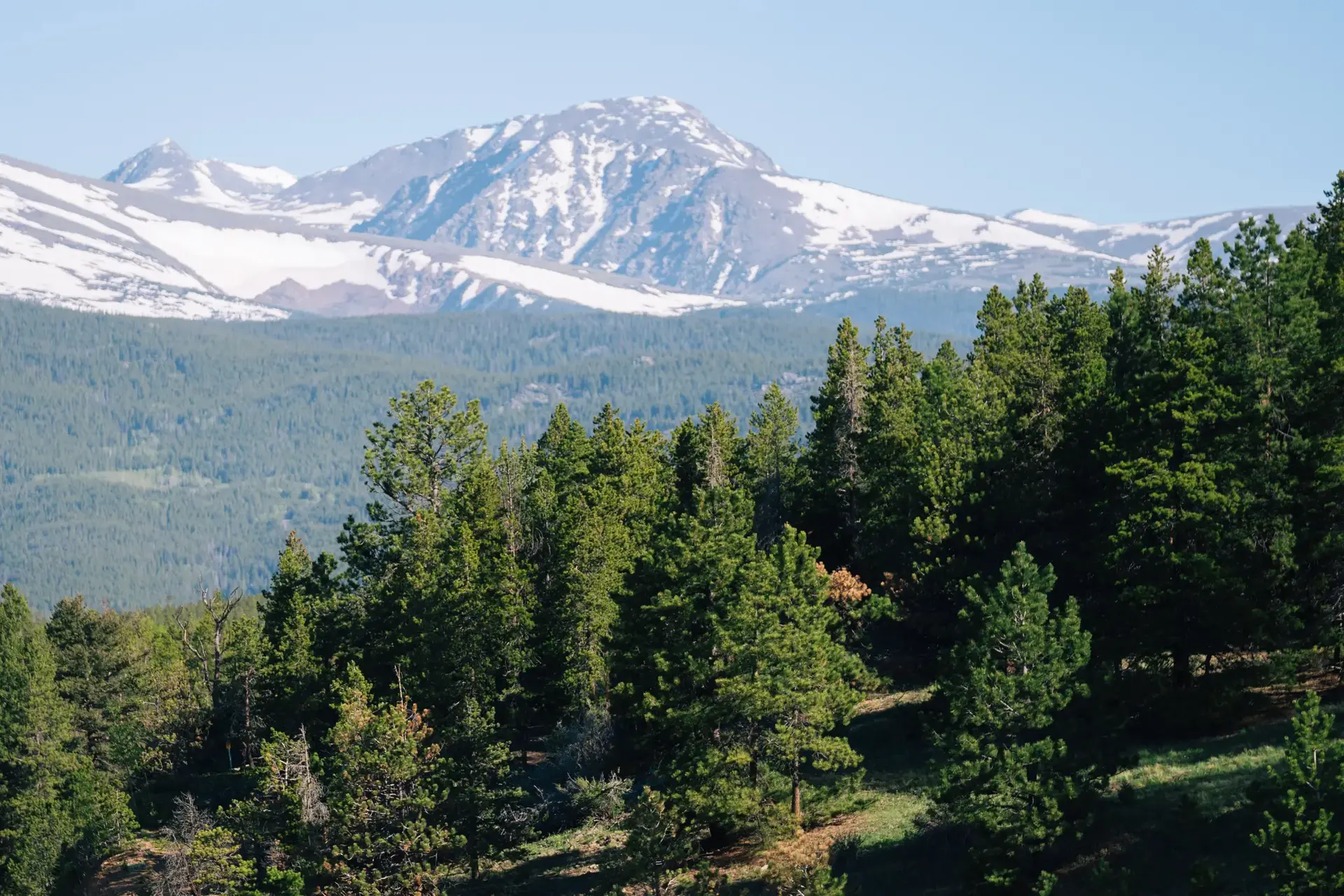 Lush green pine forest in foreground, majestic snow-capped mountains under bright sky.