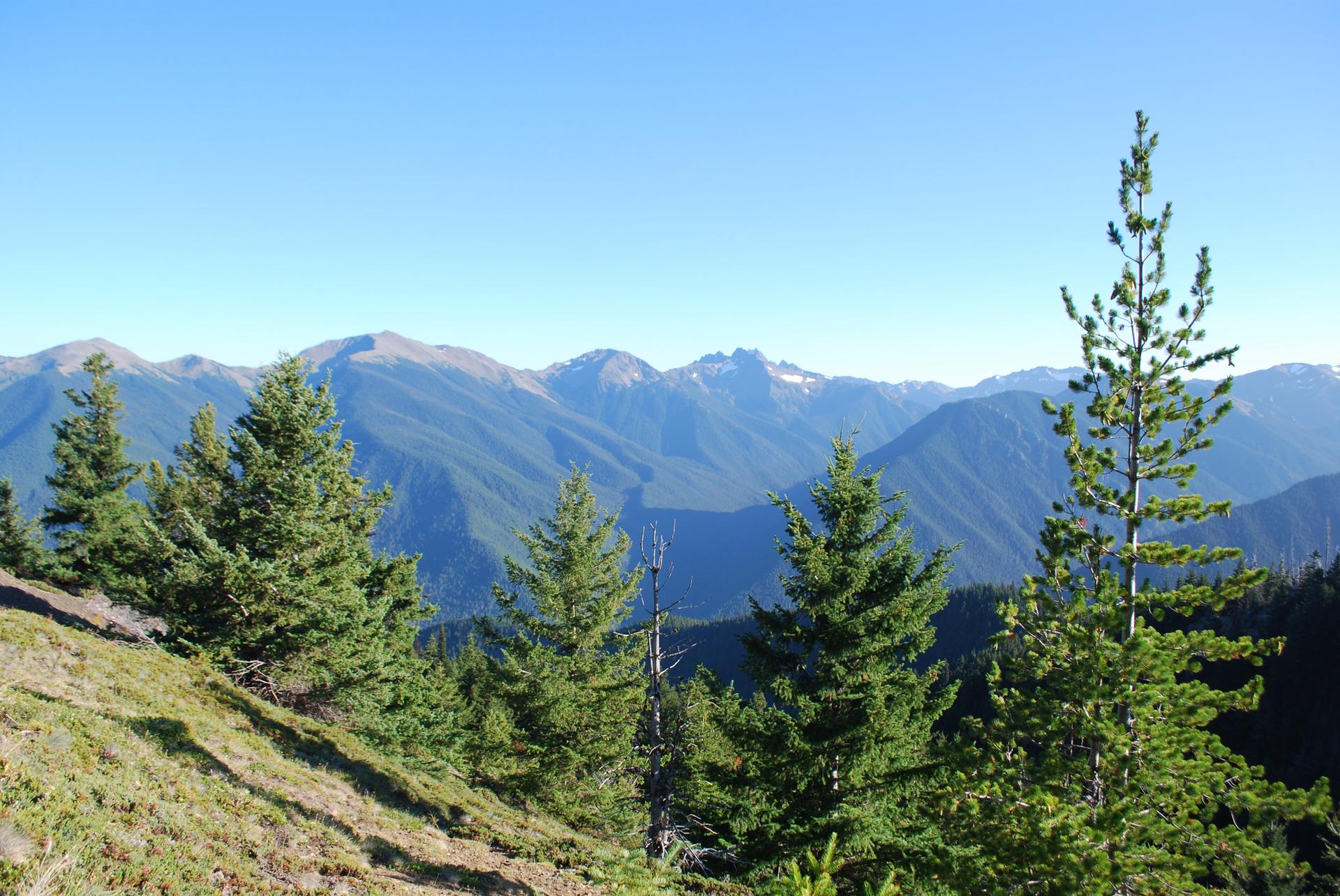 Distant blue mountains under clear sky, with evergreen trees in foreground.